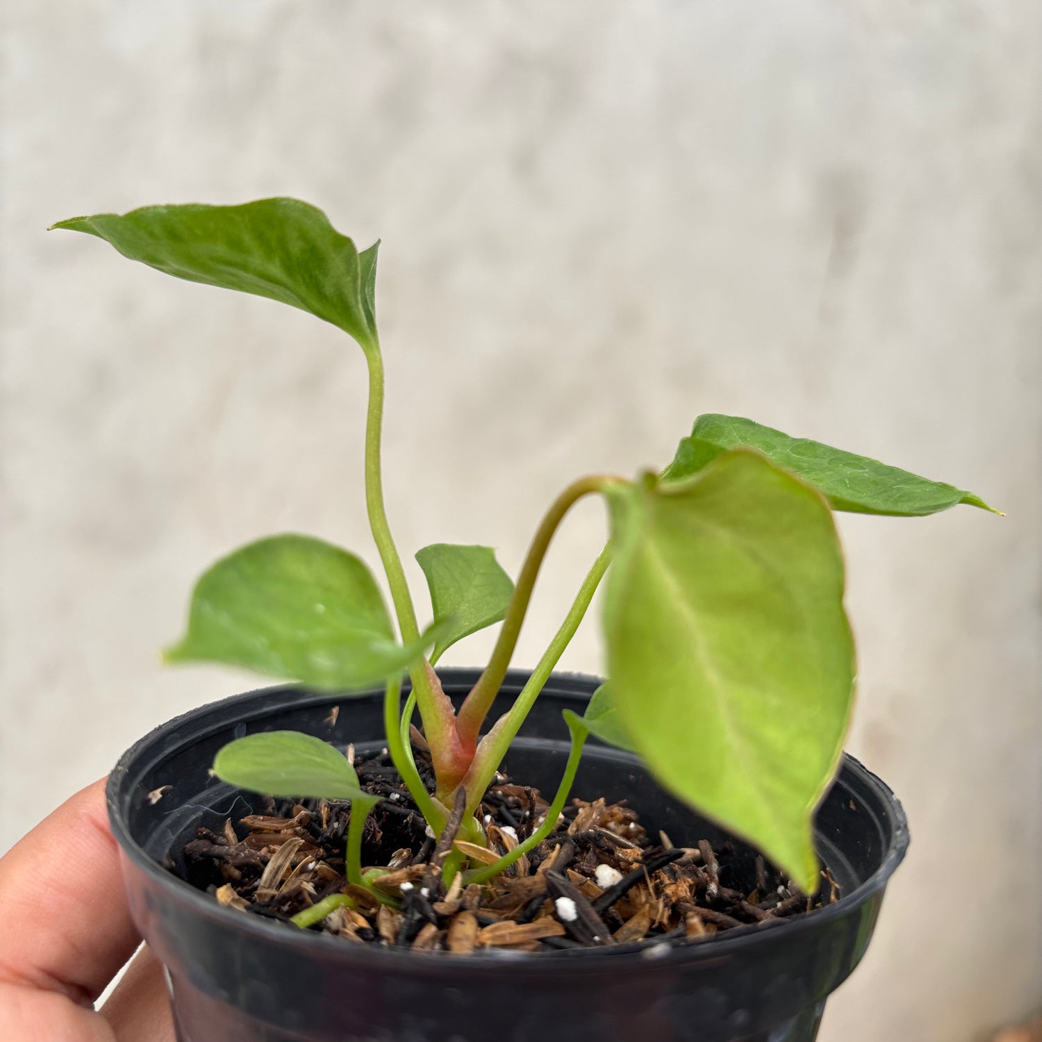 Anthurium Xone Portilae Muchlis x Blood of Blue Selected