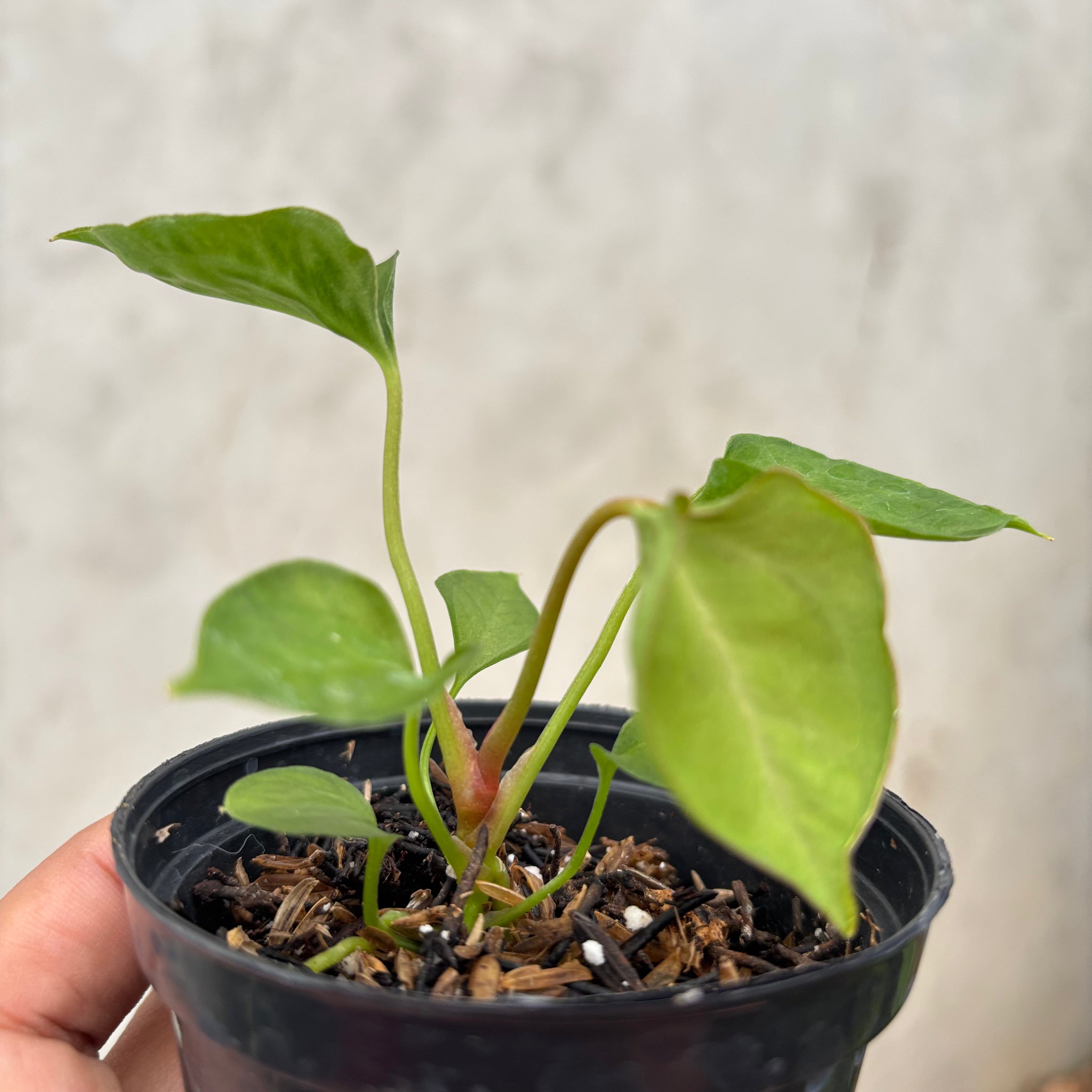 Anthurium Xone Portilae Muchlis x Blood of Blue Selected