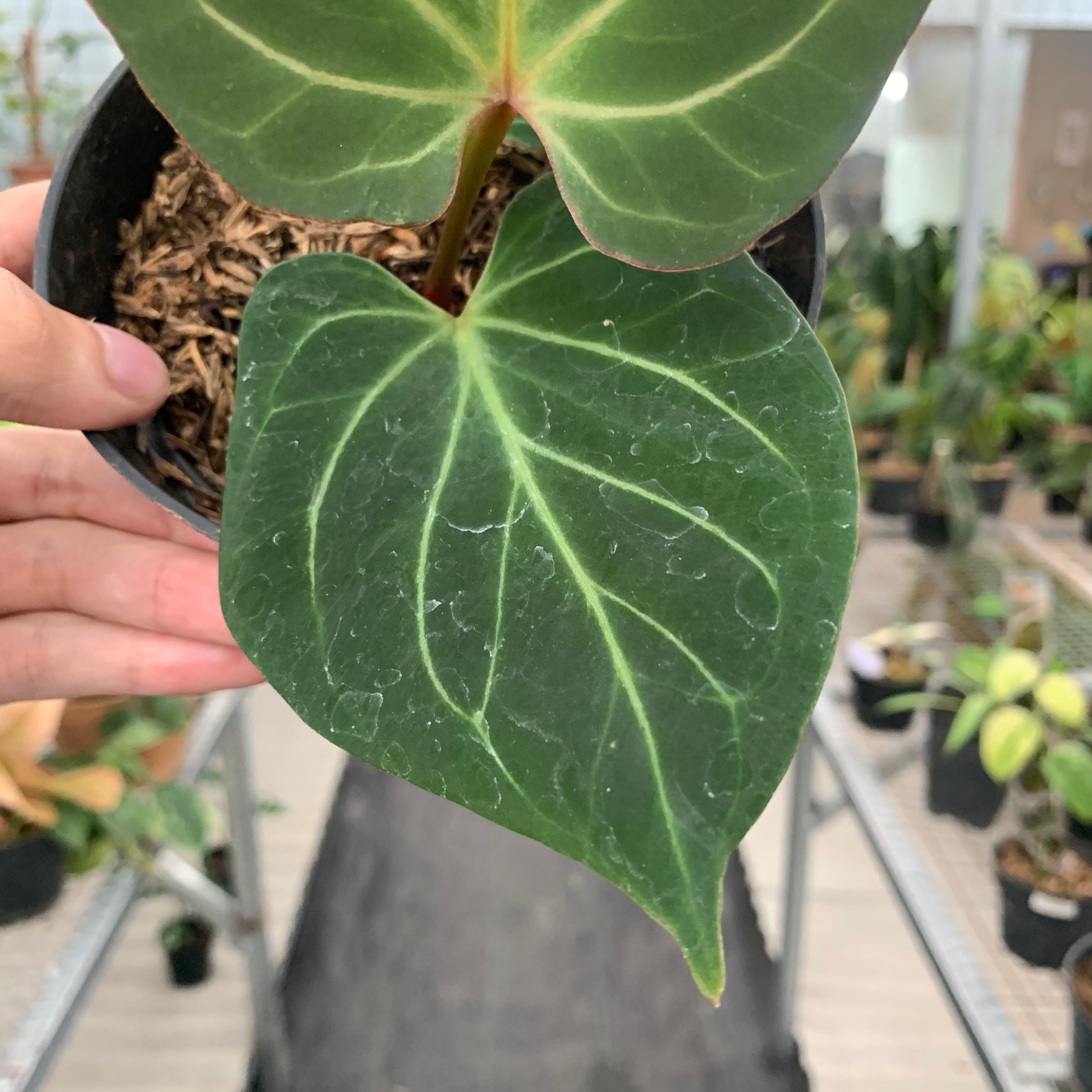 Anthurium King Of Spades