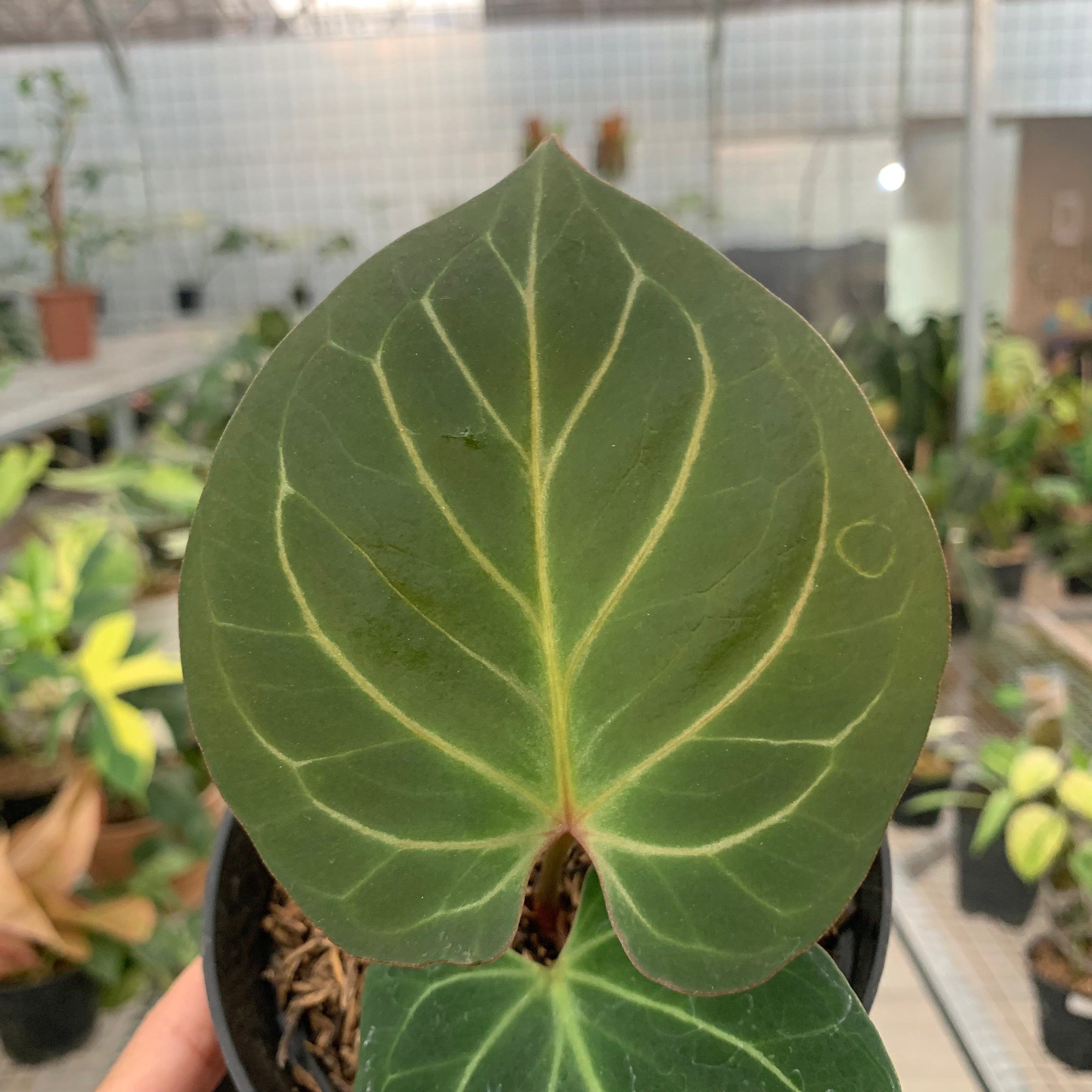 Anthurium King Of Spades