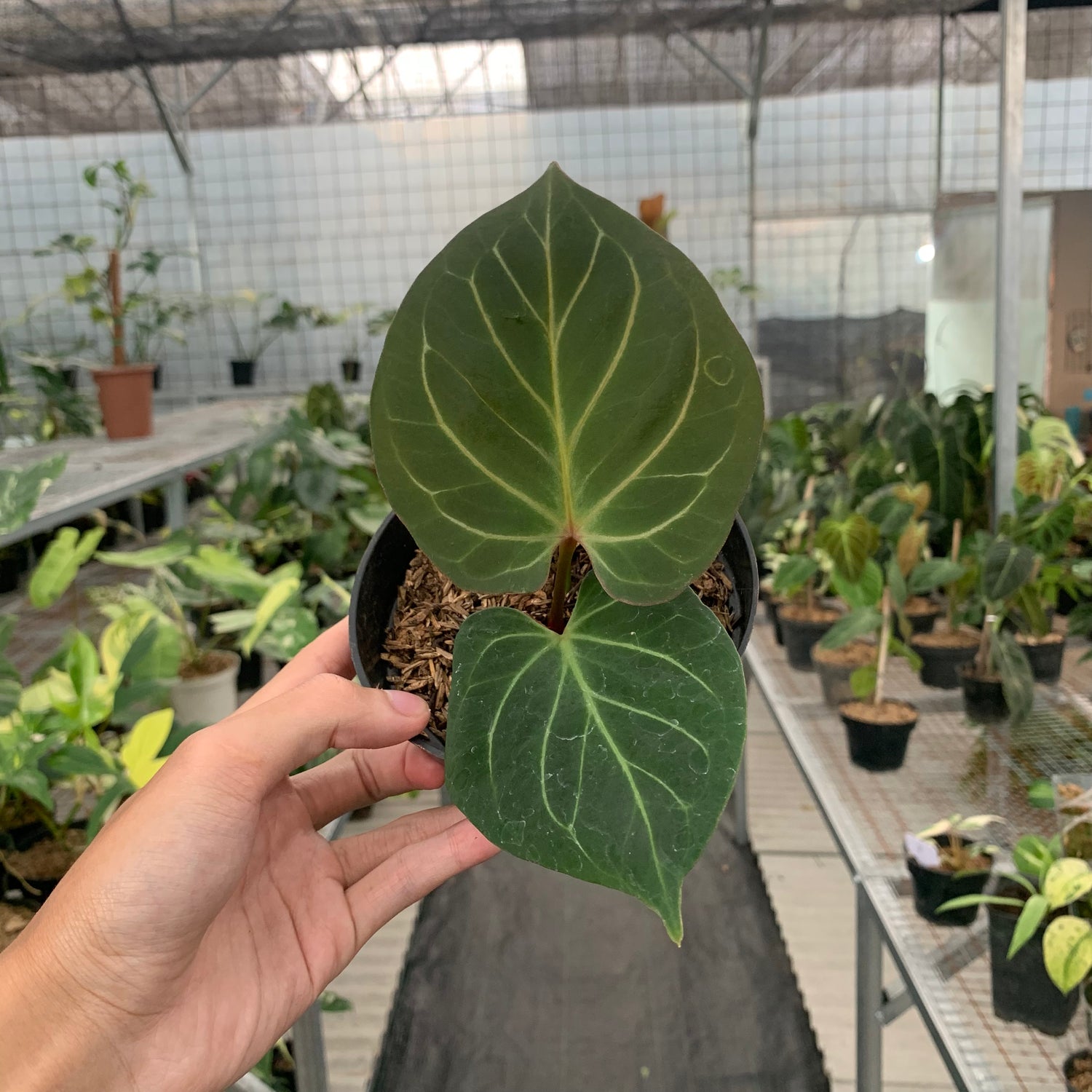 Anthurium King Of Spades