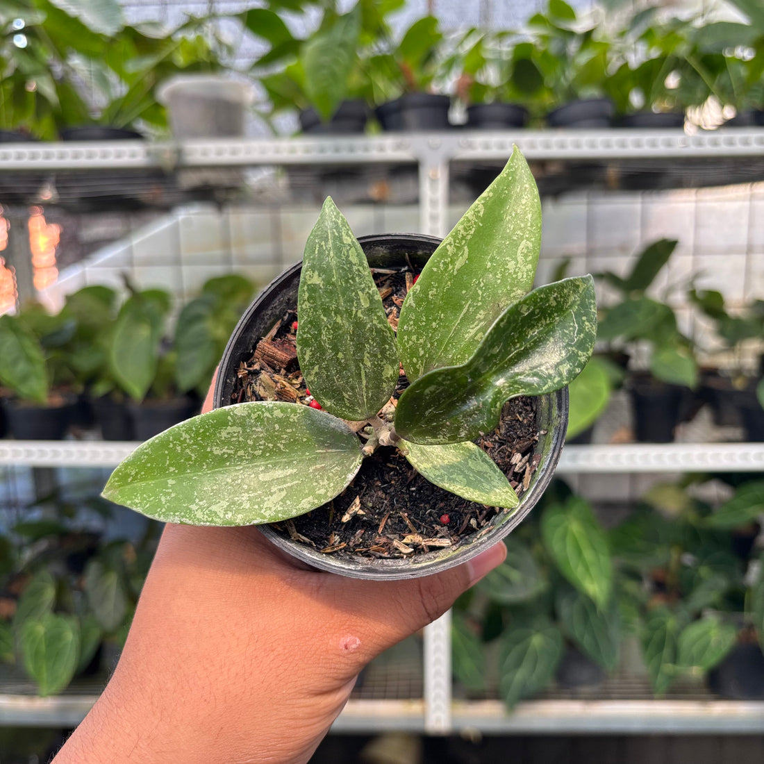 Hoya SP Rangsan (Realpict 1-10)