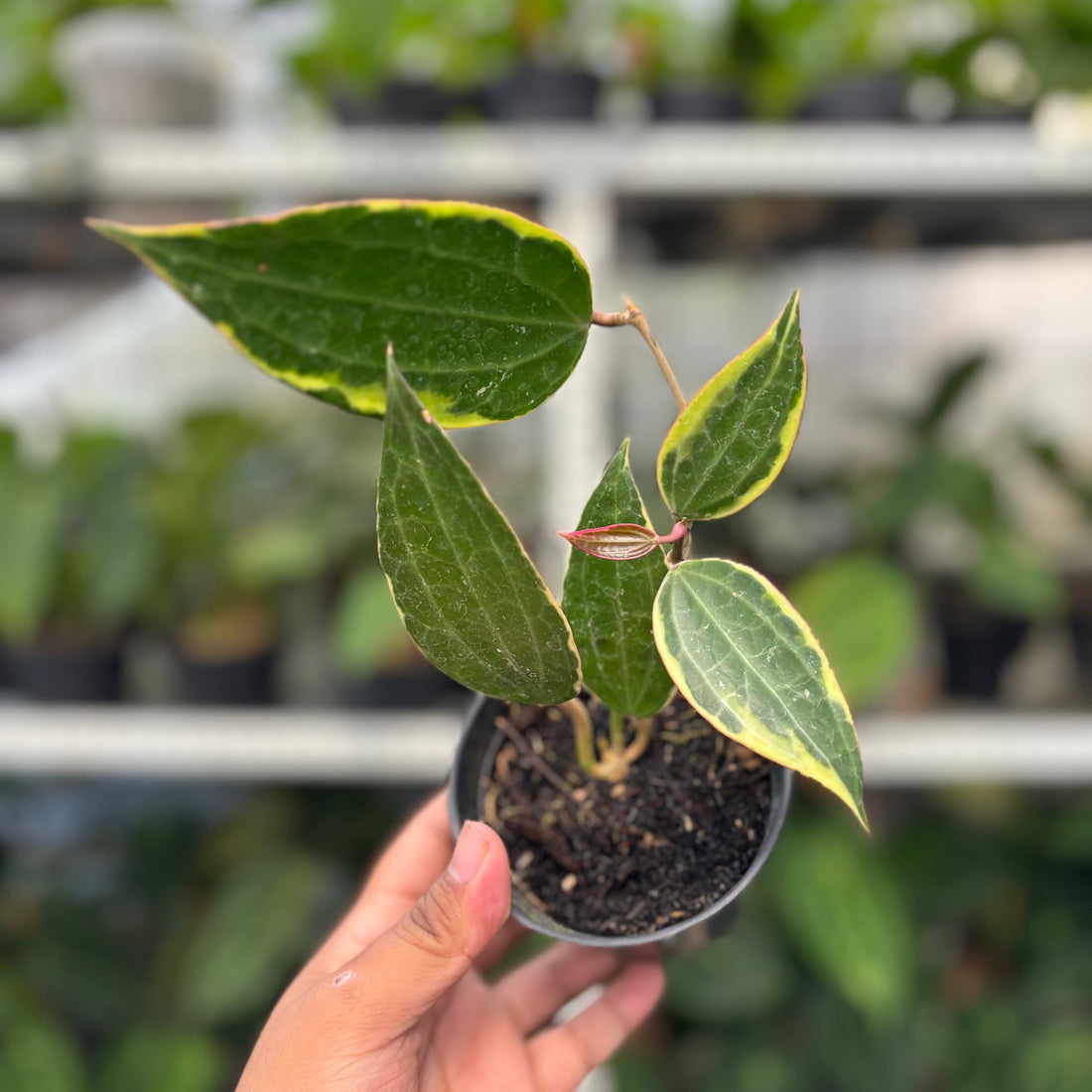 Hoya Macrophylla Variegated (Realpict 3-10)