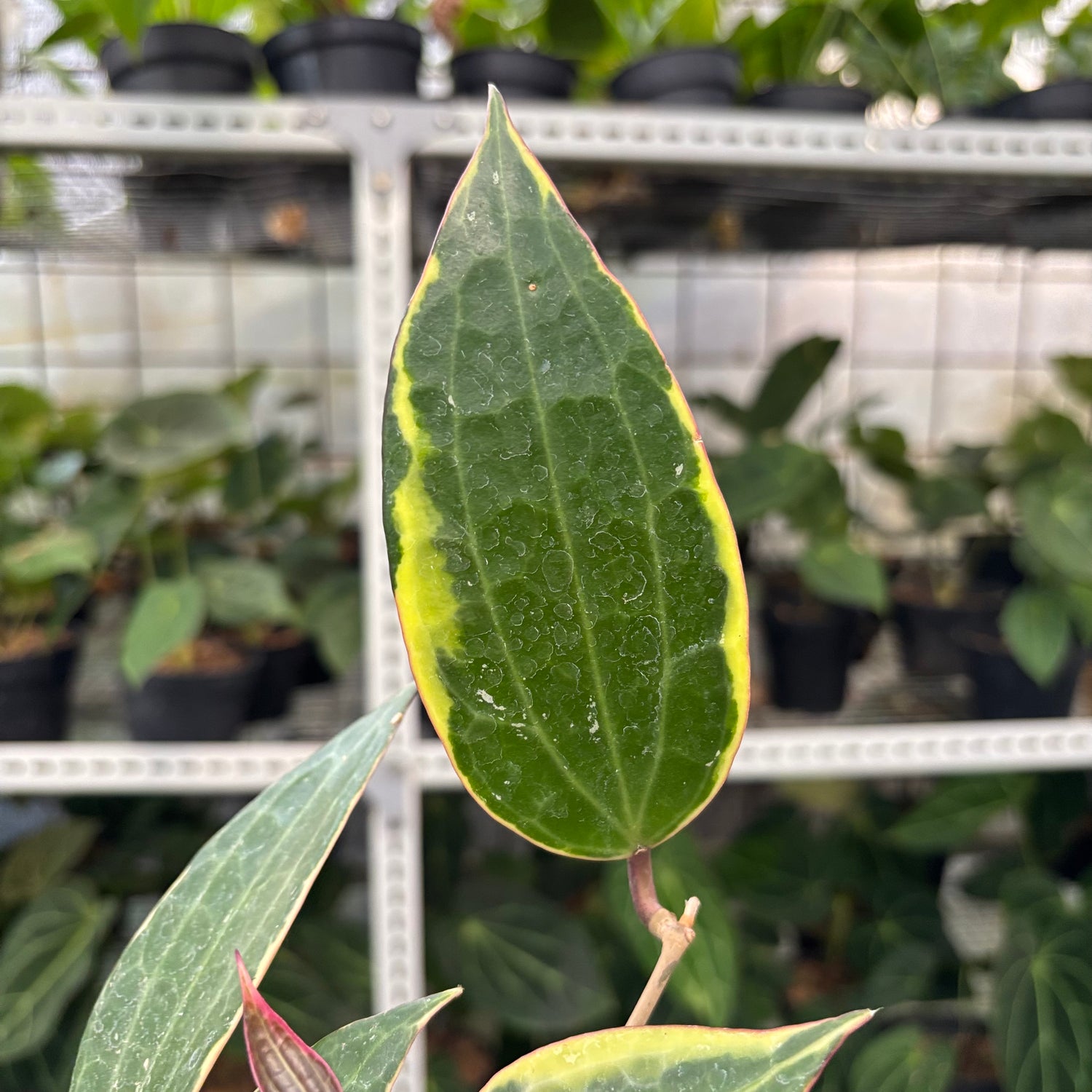 Hoya Macrophylla Variegated (Realpict 3-10)