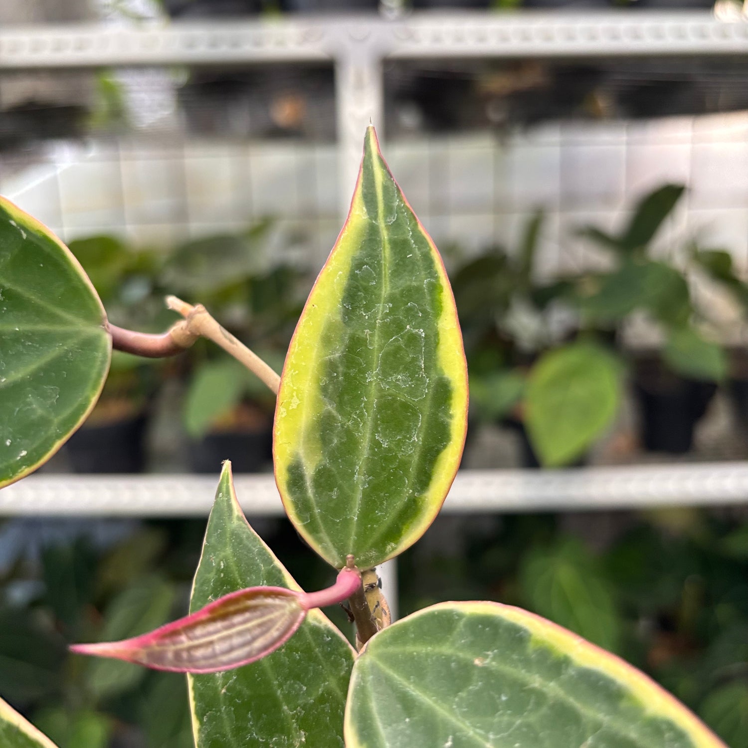 Hoya Macrophylla Variegated (Realpict 3-10)