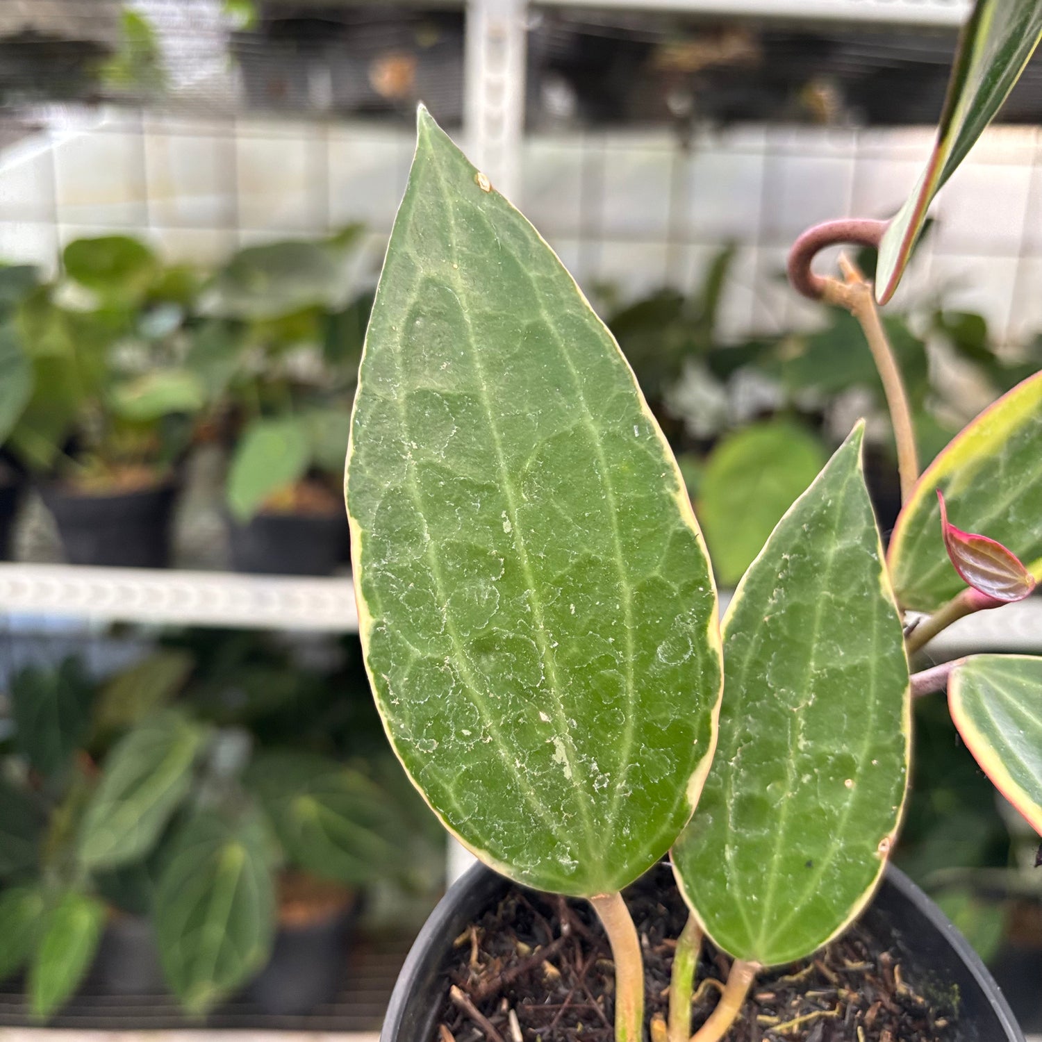 Hoya Macrophylla Variegated (Realpict 3-10)