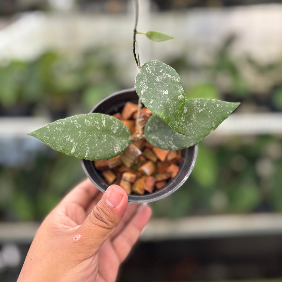 Hoya Caudata Splash (Realpict 4-10)