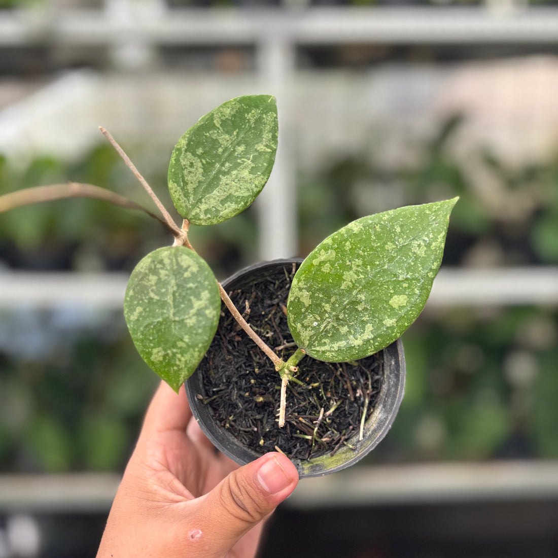 Hoya Verticillata Splash (Realpict 5-10)