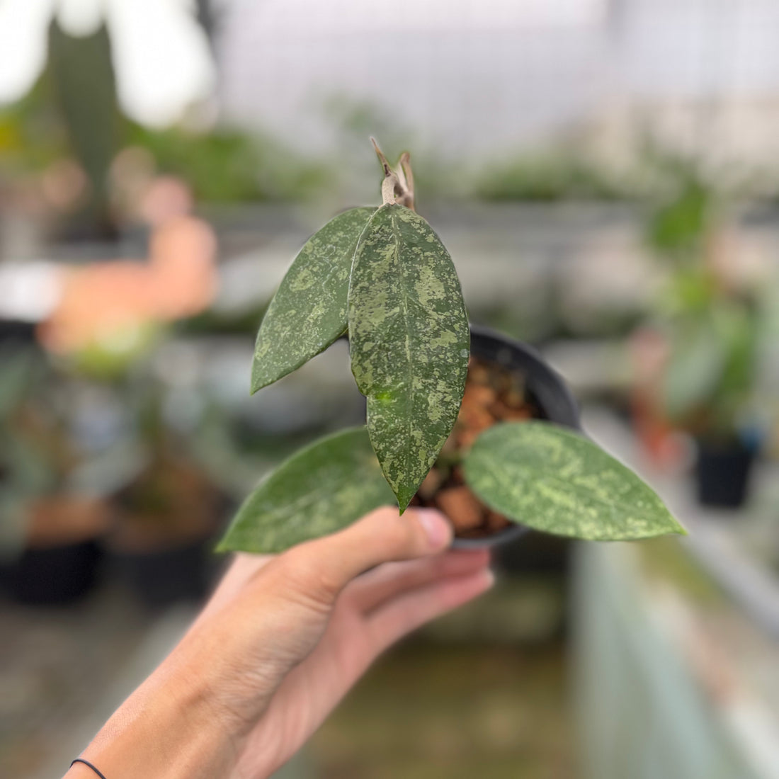 Hoya Verticillata High Splash (Realpict 9-10)