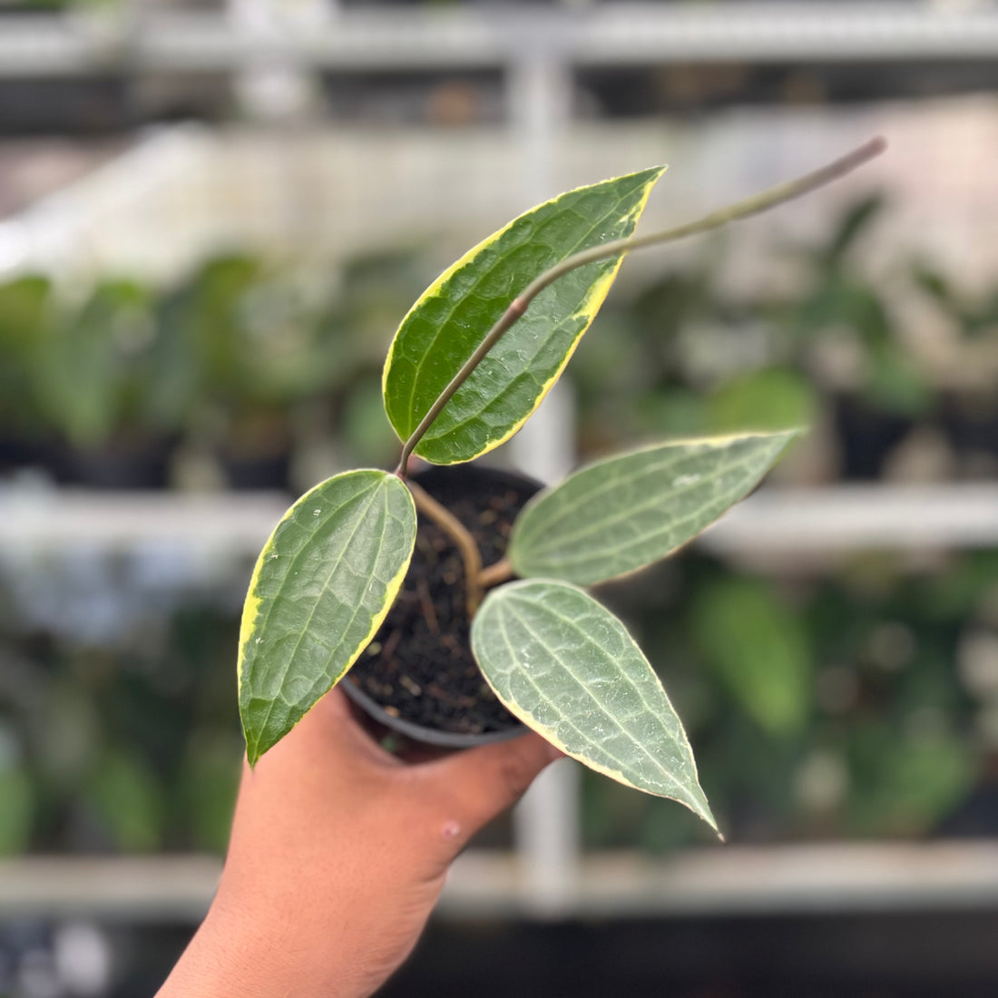 Hoya Macrophylla Variegated (Realpict 11-10)