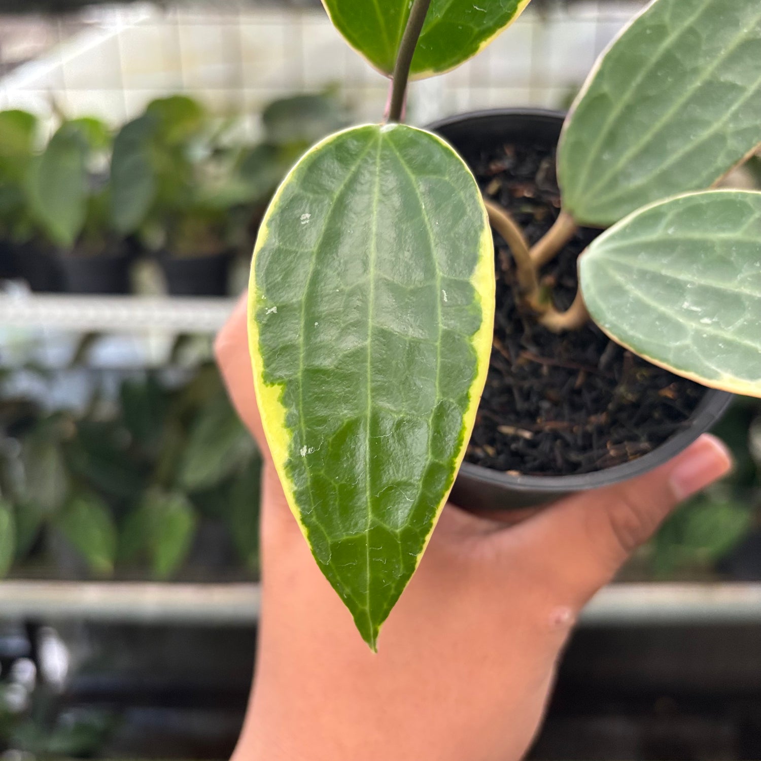 Hoya Macrophylla Variegated (Realpict 11-10)