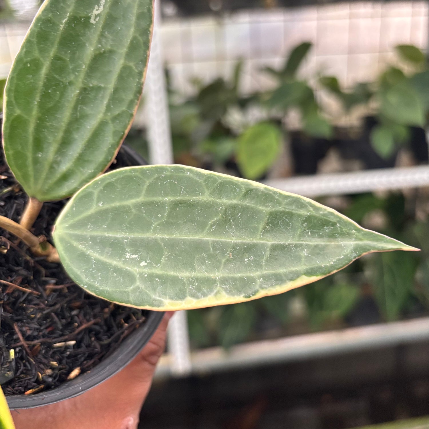 Hoya Macrophylla Variegated (Realpict 11-10)