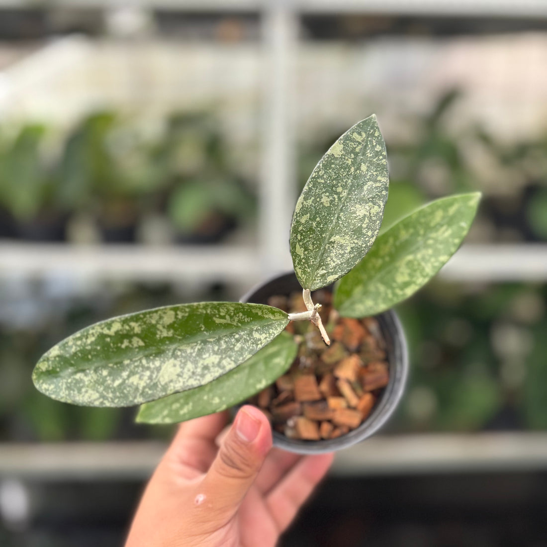 Hoya Verticillata High Splash (Realpict 12-10)