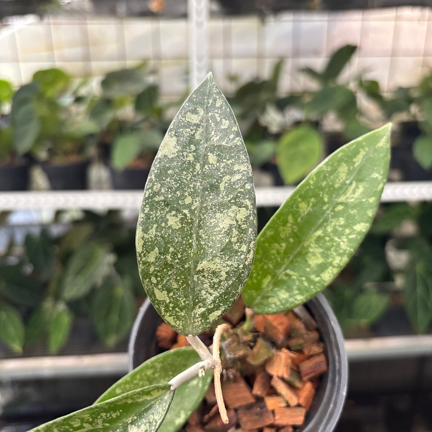 Hoya Verticillata High Splash (Realpict 12-10)