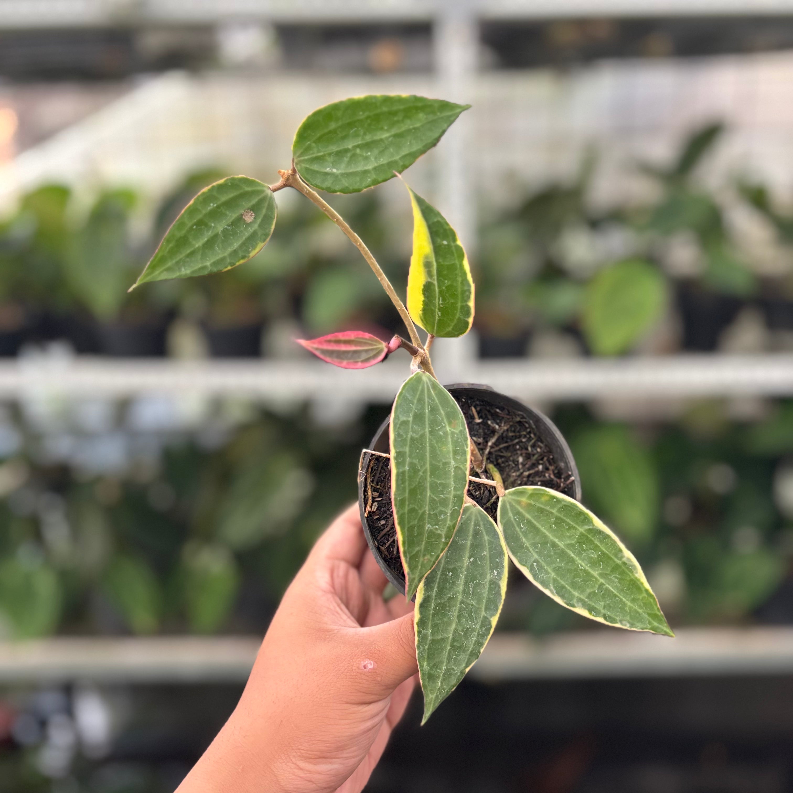 Hoya Macrophylla Variegated (Realpict 13-10)