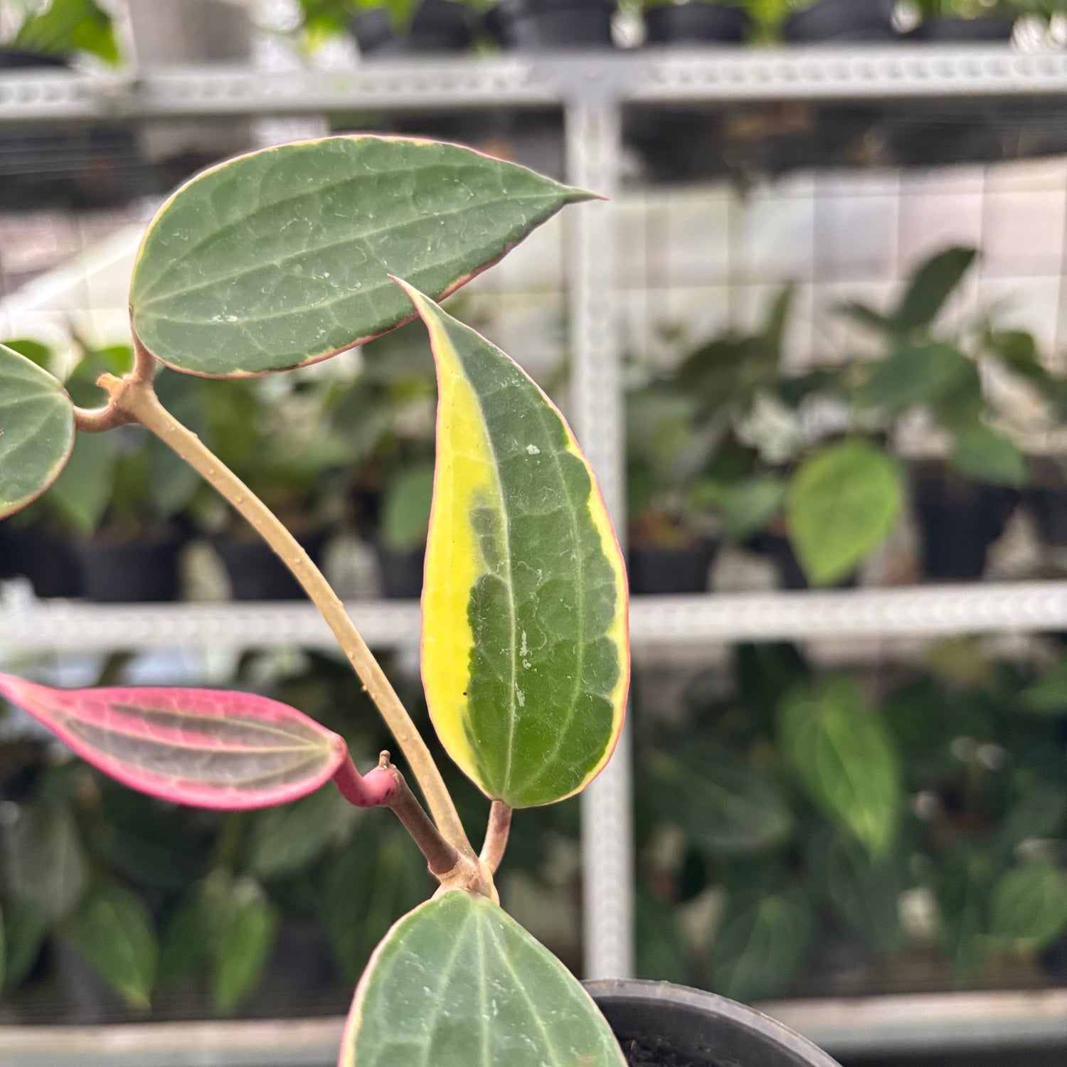 Hoya Macrophylla Variegated (Realpict 13-10)