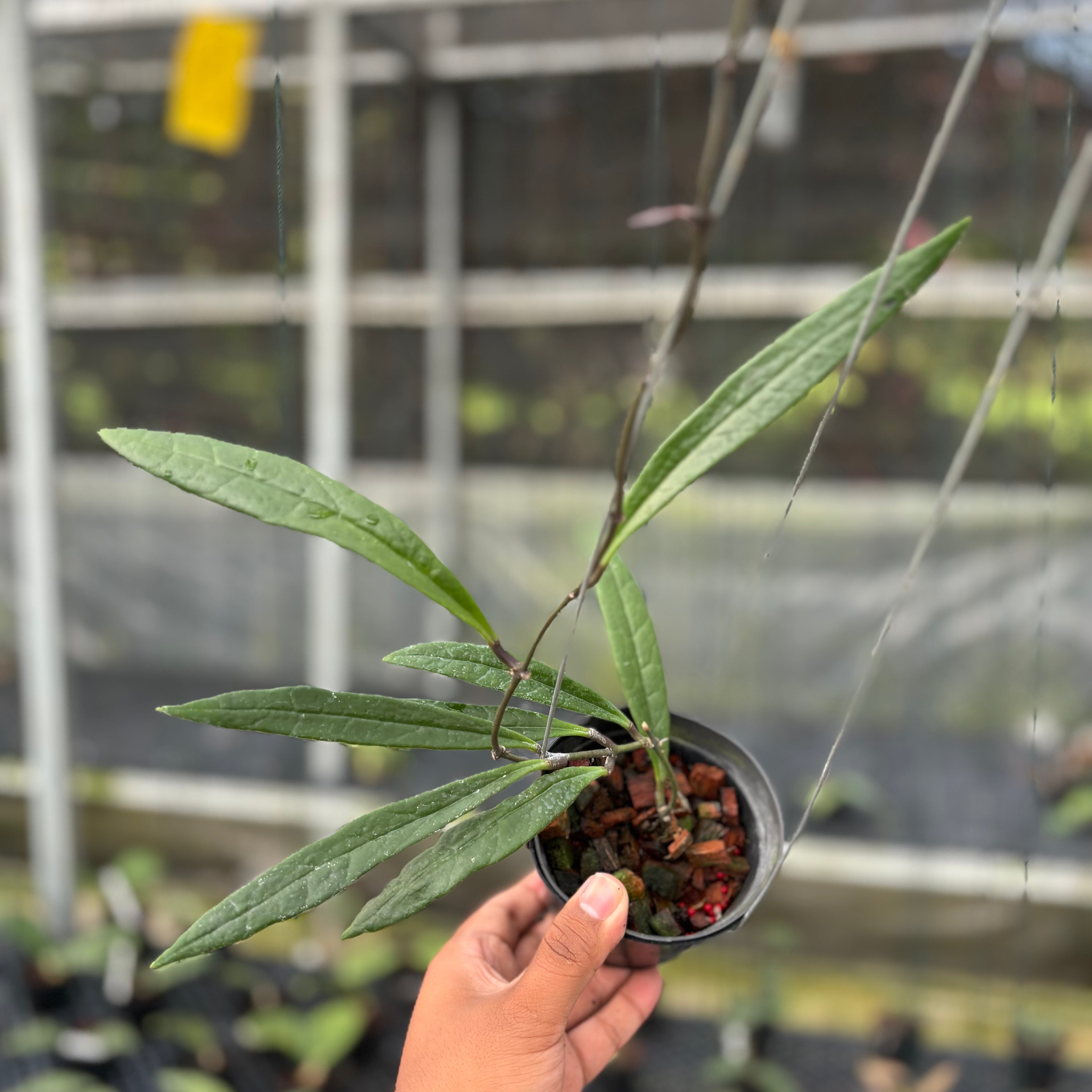 Hoya Sulawesiana Long Leaf