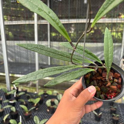 Hoya Sulawesiana Long Leaf