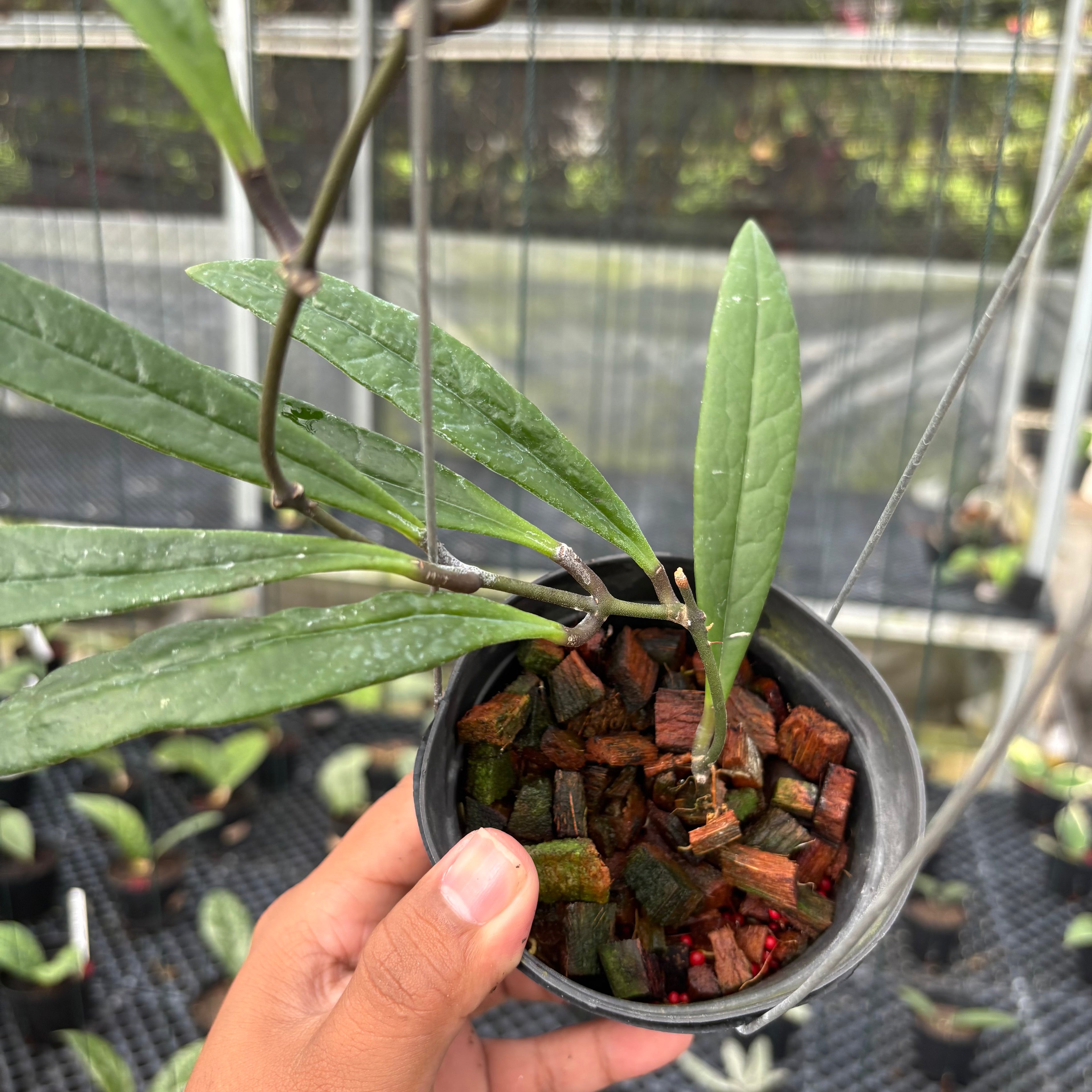 Hoya Sulawesiana Long Leaf
