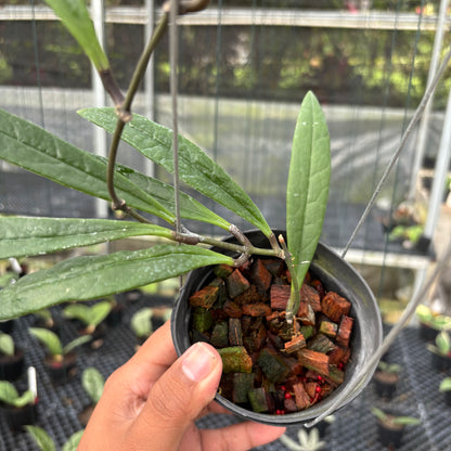 Hoya Sulawesiana Long Leaf