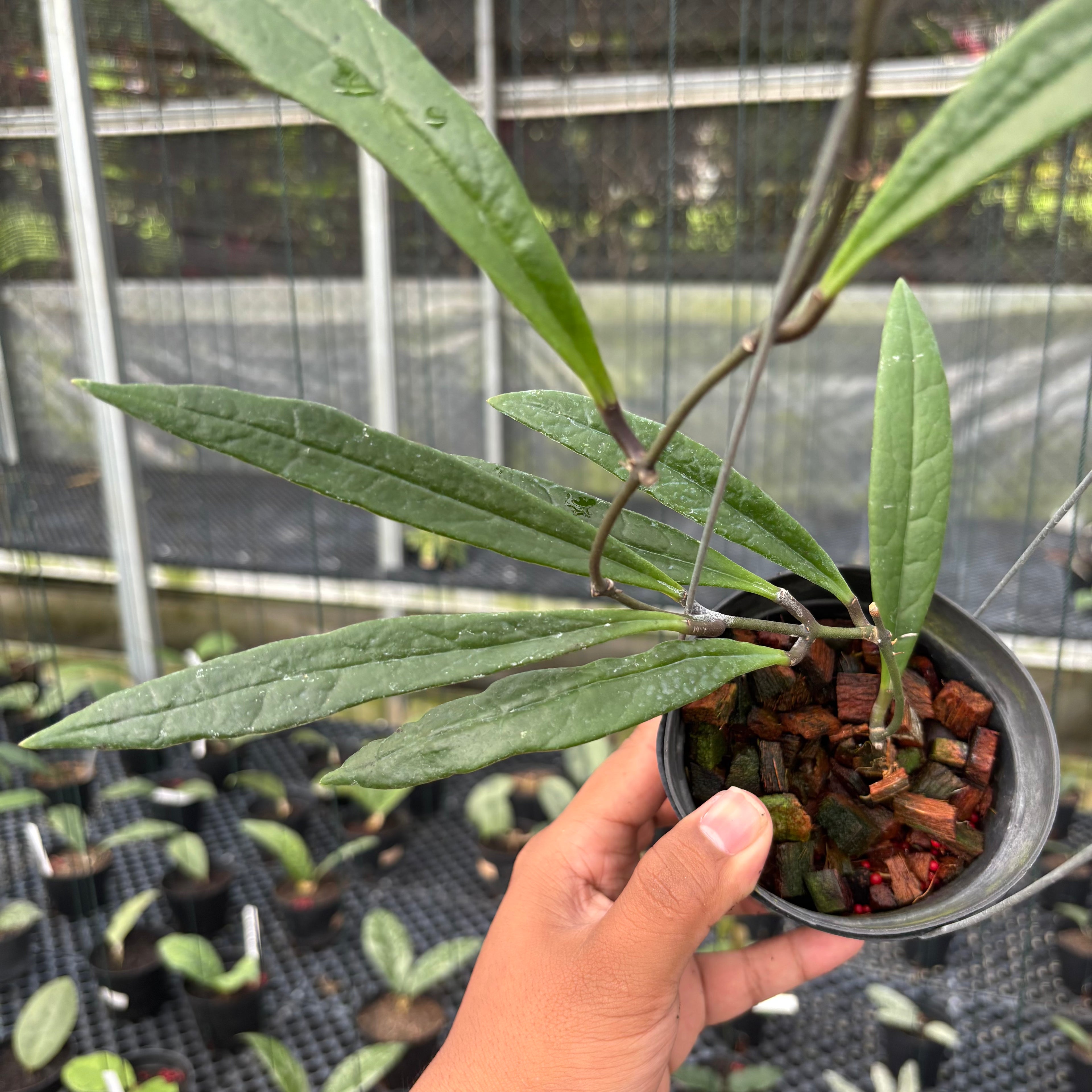 Hoya Sulawesiana Long Leaf