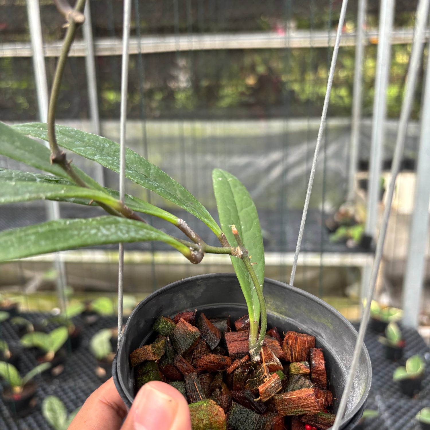 Hoya Sulawesiana Long Leaf