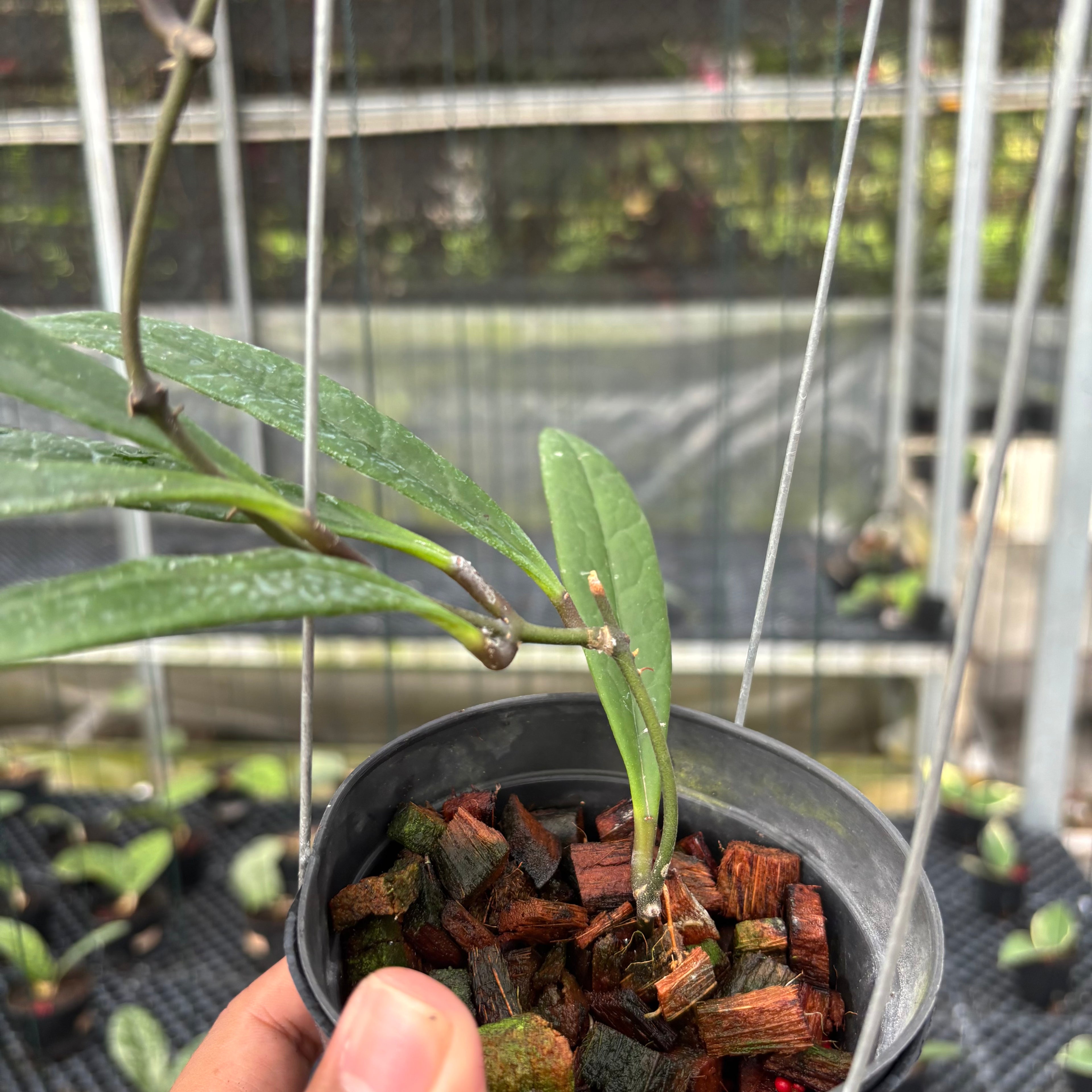 Hoya Sulawesiana Long Leaf