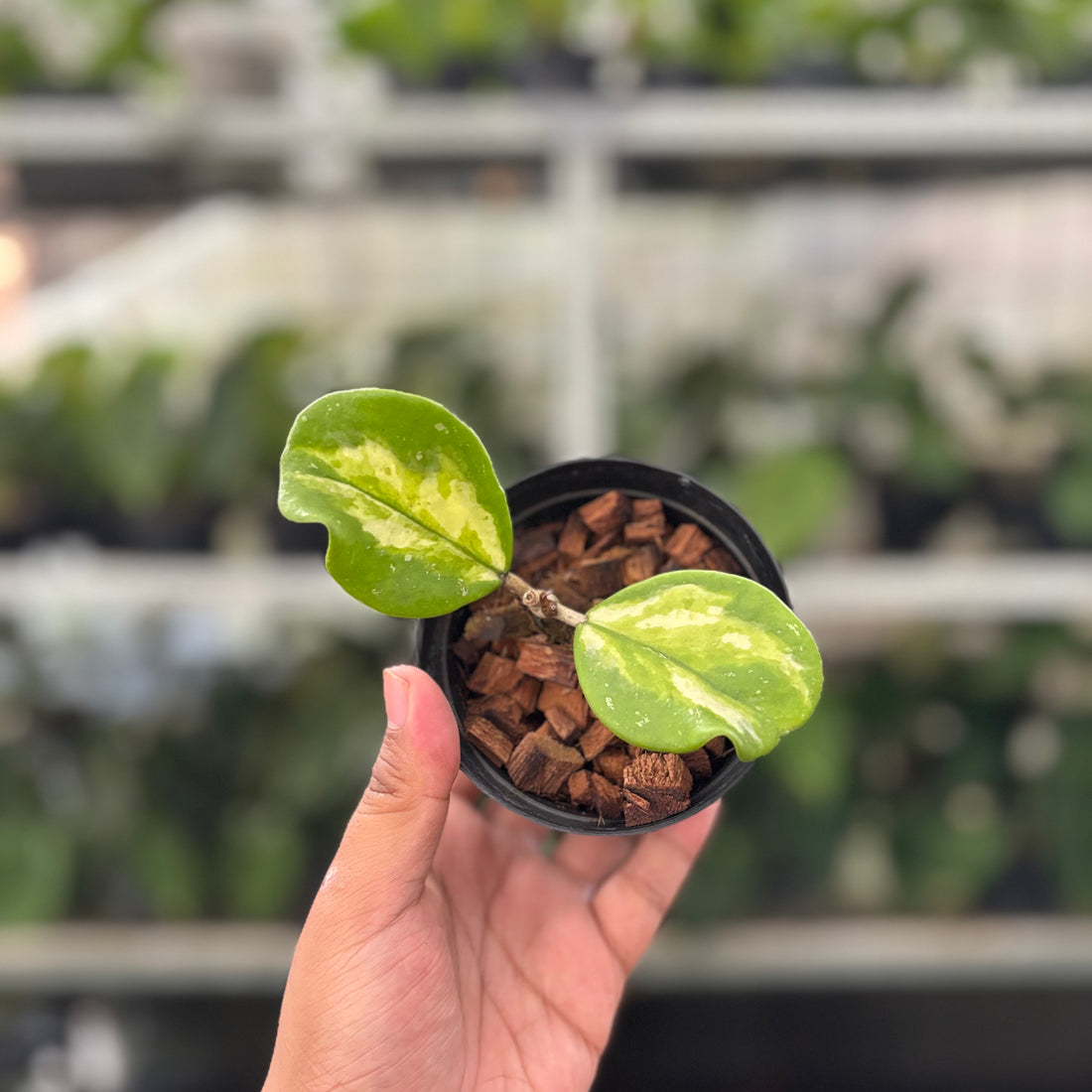 Hoya Obovata Variegated (Realpict 15-10)