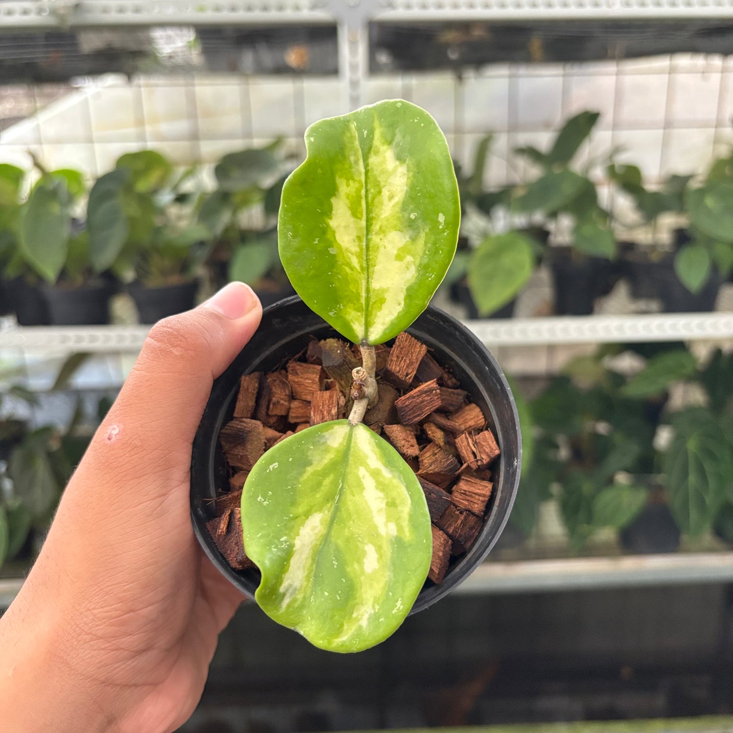 Hoya Obovata Variegated (Realpict 15-10)