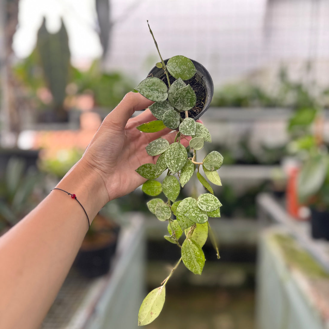 Hoya Lacunosa Silver Splash (Realpict 16-10)