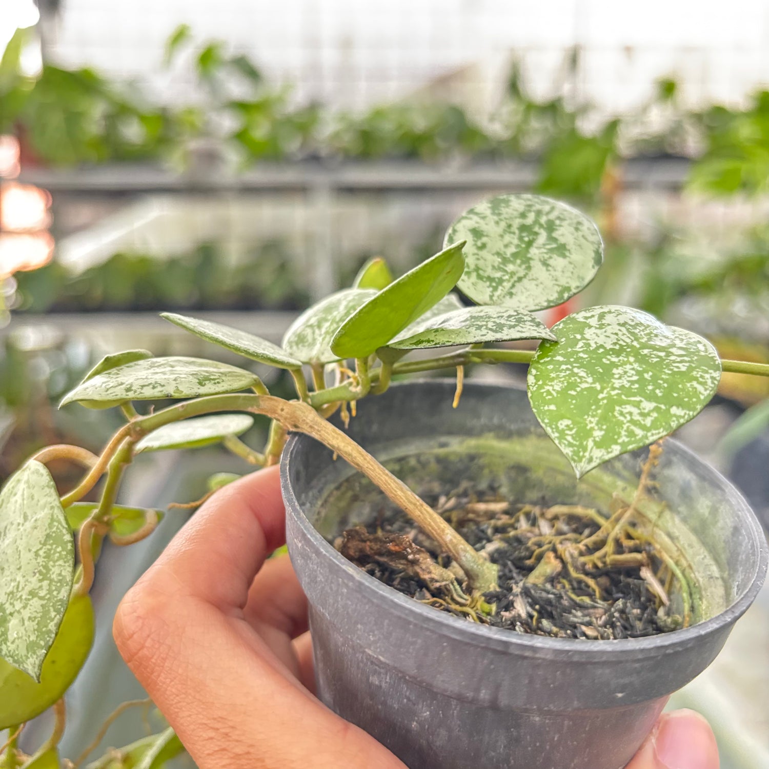 Hoya Lacunosa Silver Splash (Realpict 16-10)