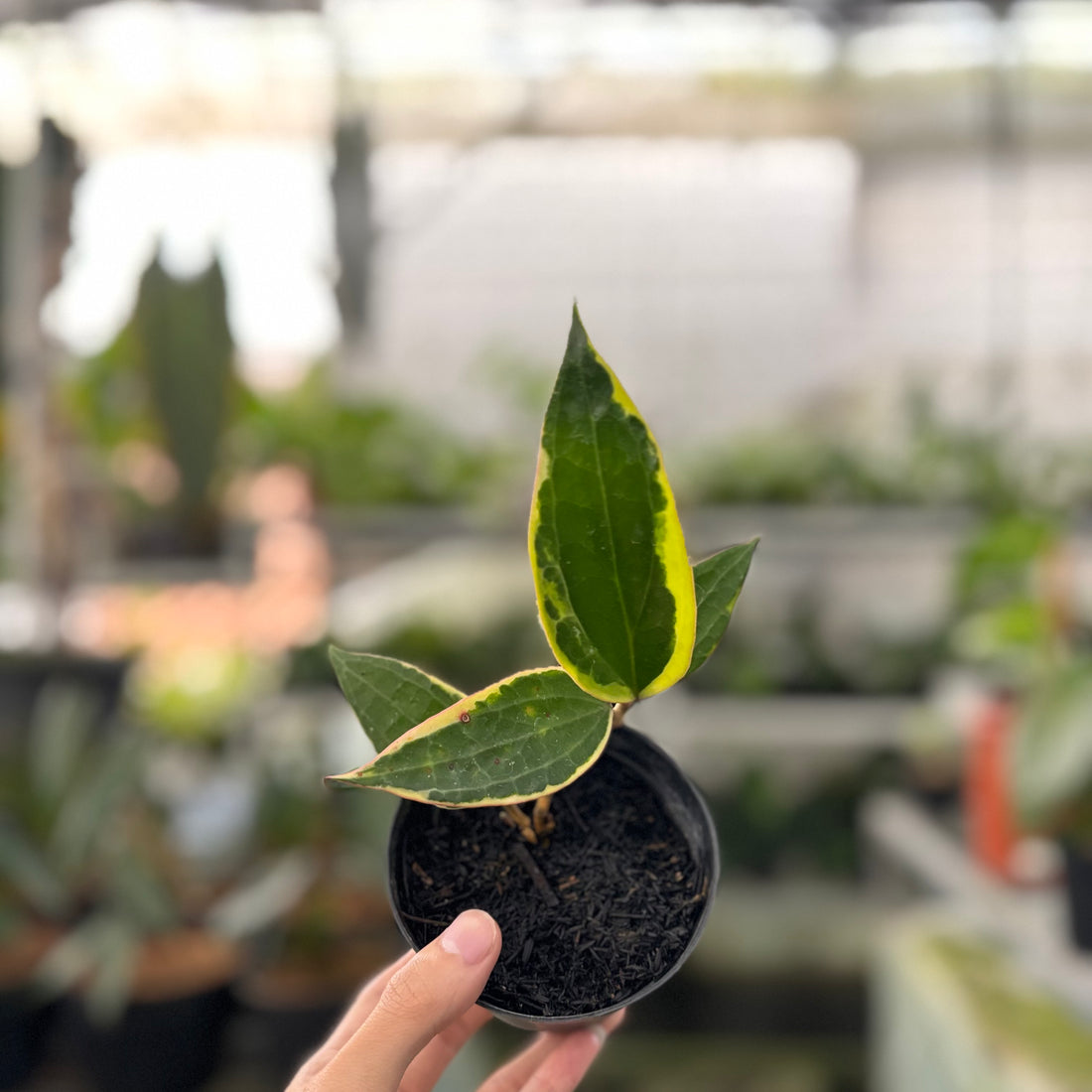 Hoya Macrophylla Variegated (Realpict 18-10)