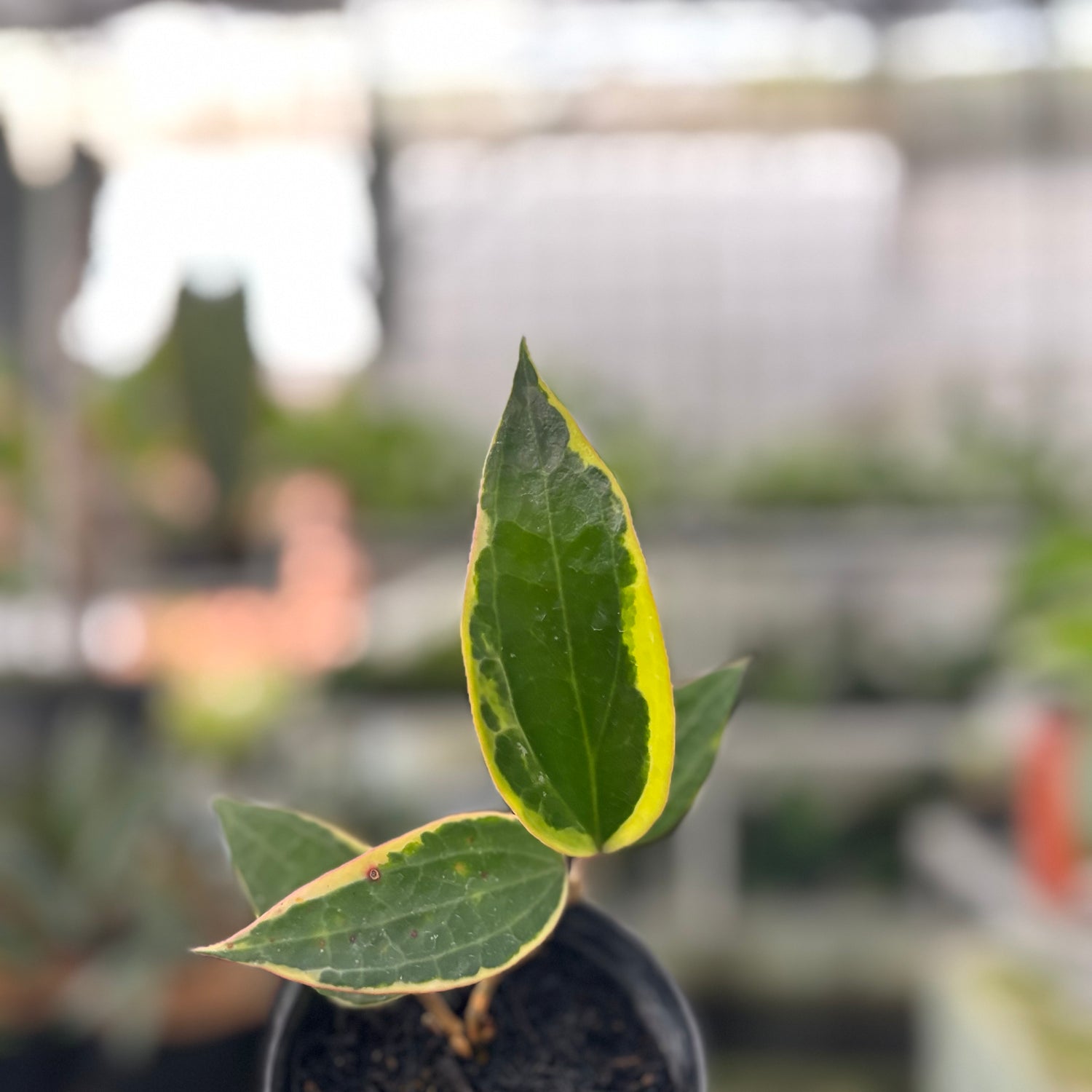 Hoya Macrophylla Variegated (Realpict 18-10)
