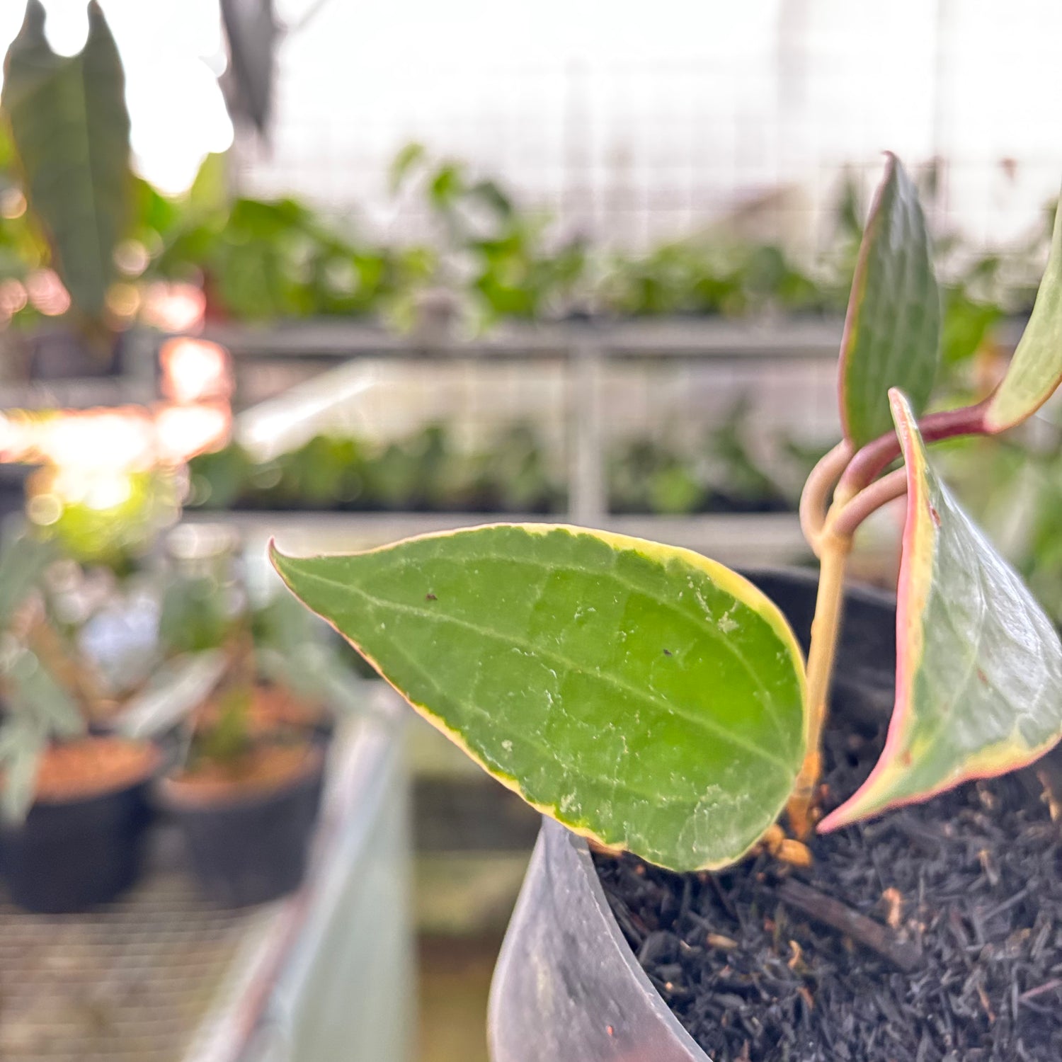 Hoya Macrophylla Variegated (Realpict 18-10)