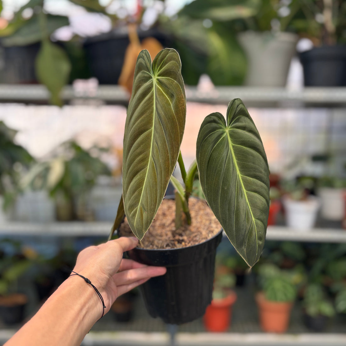 RP1-3 Philodendron Melanochrysum