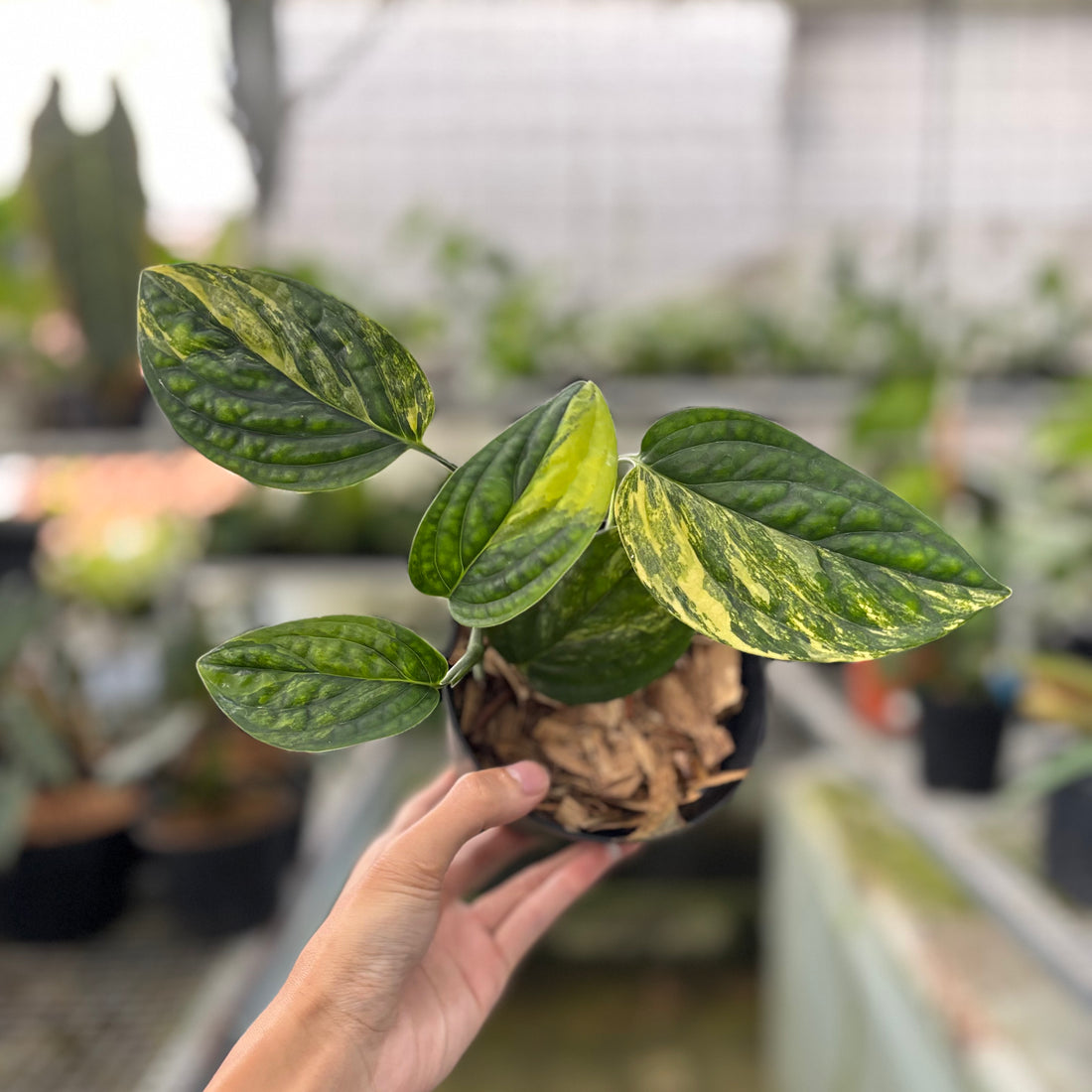 Monstera Karstenianum Variegated (Realpict 20-10)