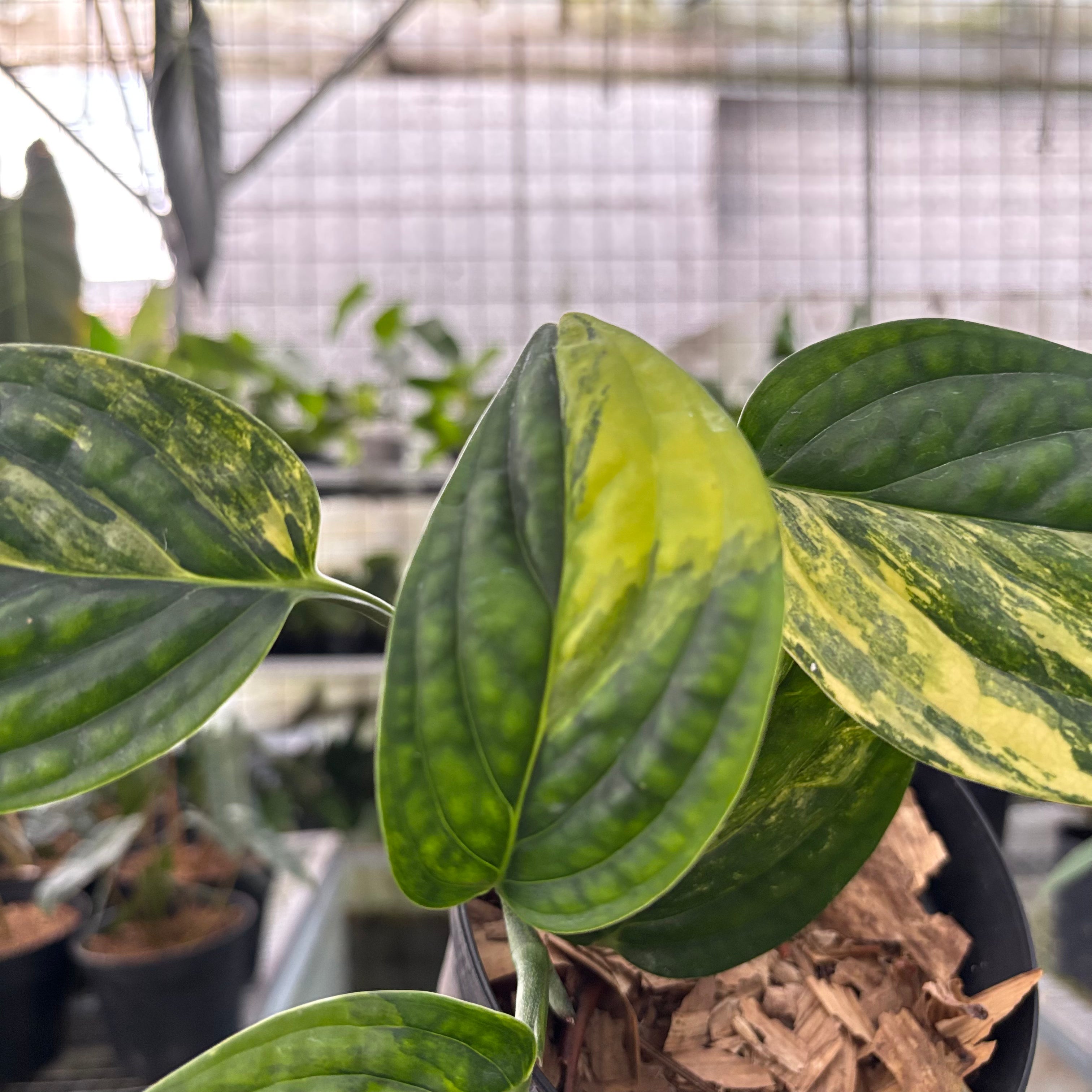 Monstera Karstenianum Variegated (Realpict 20-10)