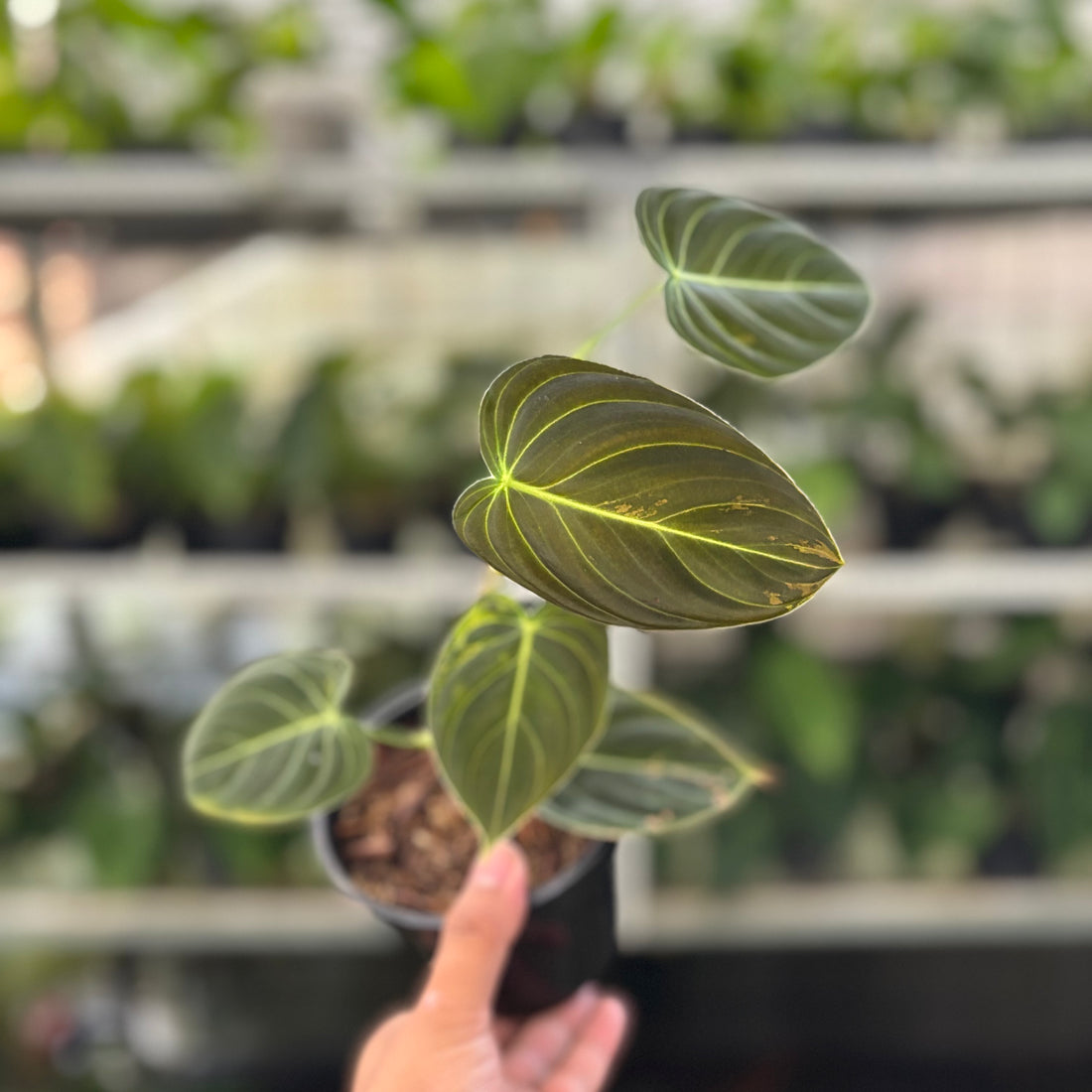 Philodendron Melanochrysum Variegated (Realpict 21-10)