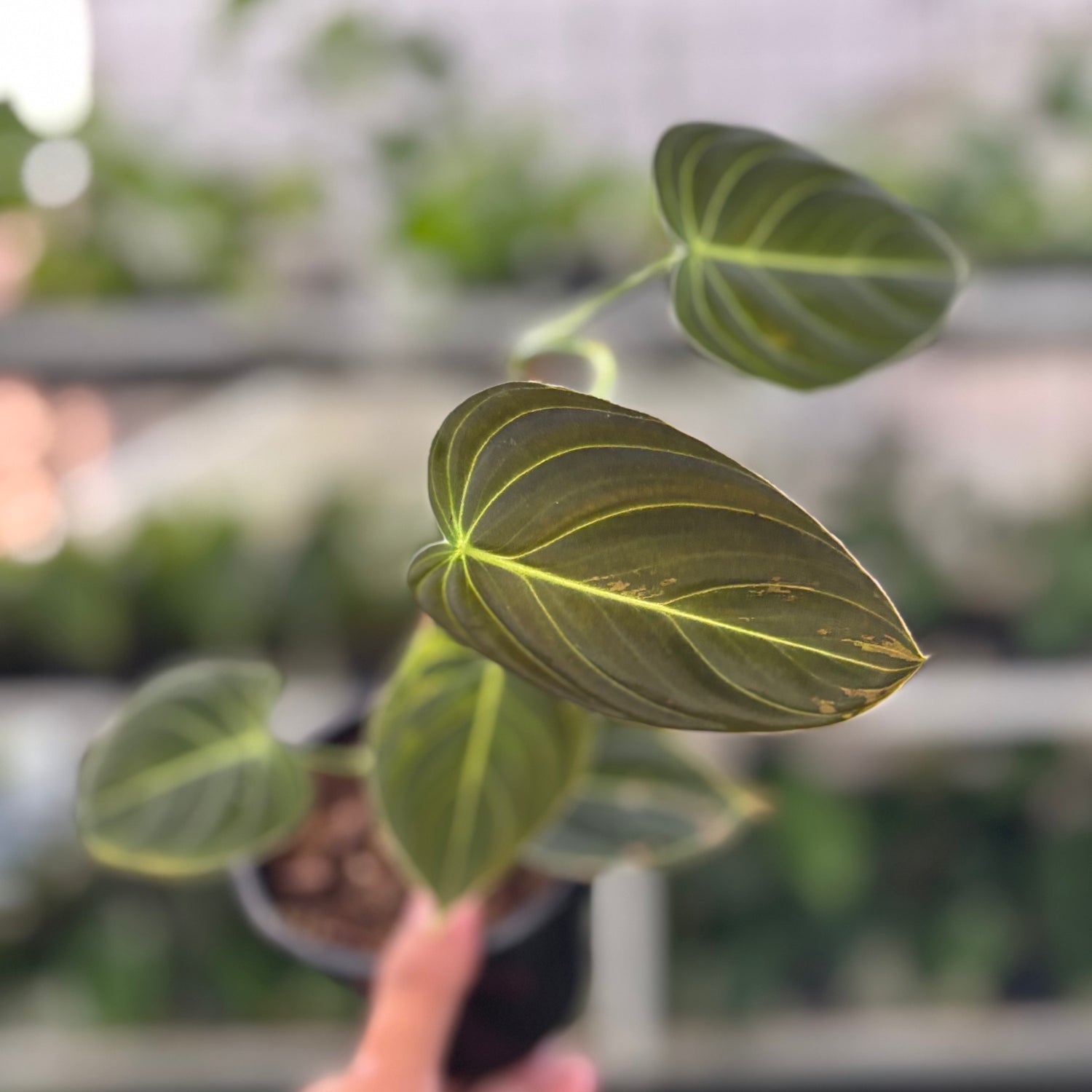 Philodendron Melanochrysum Variegated (Realpict 21-10)
