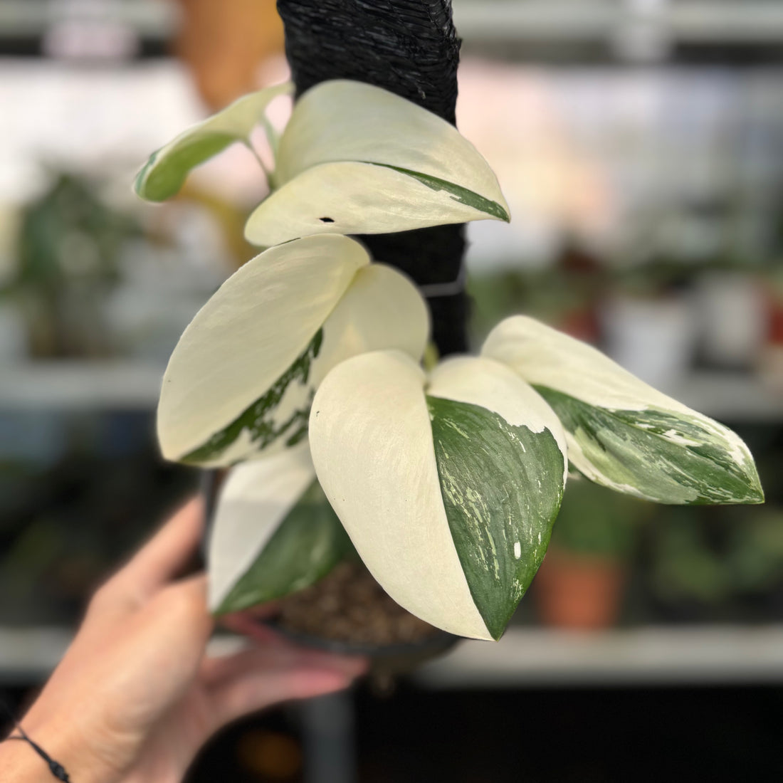 RP2-3 Scindapsus Moonlight Variegated