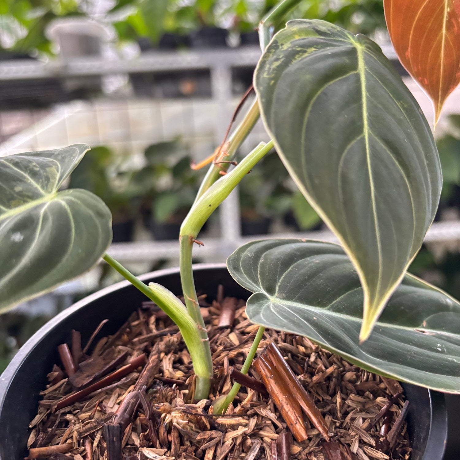 Philodendron Melanochrysum Variegated (Realpict 21-10)
