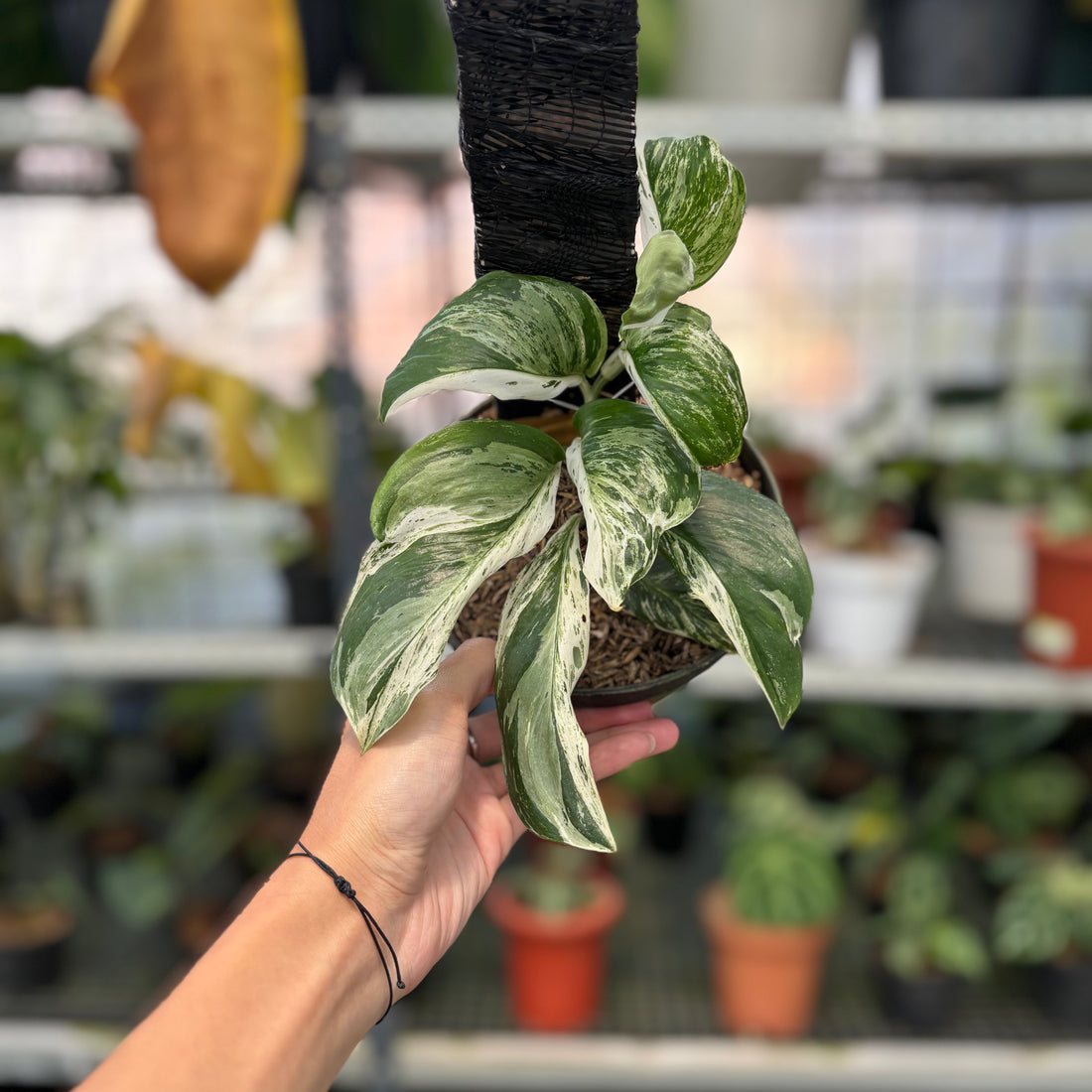 RP3-3 Scindapsus Marble