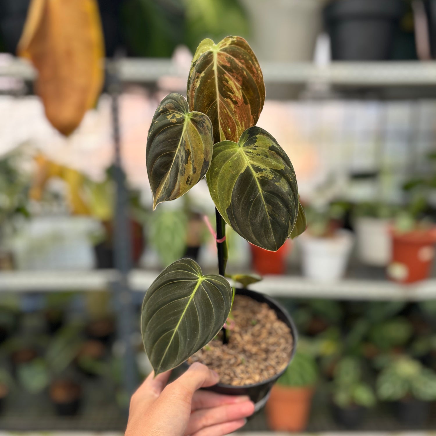 RP4-3 Philodendron Melanochrysum Variegated
