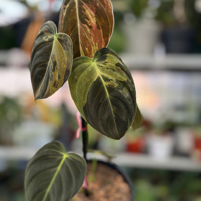 RP4-3 Philodendron Melanochrysum Variegated