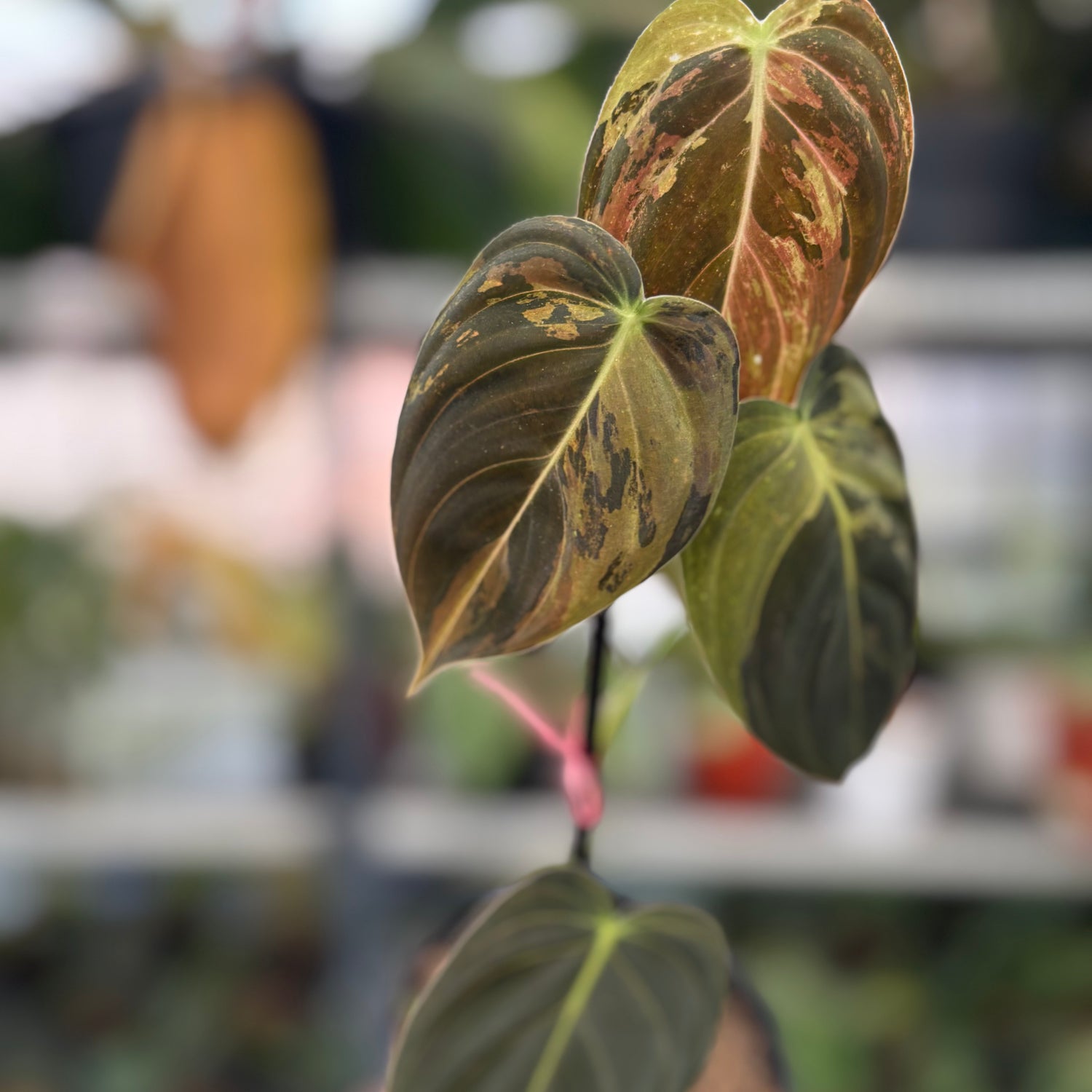 RP4-3 Philodendron Melanochrysum Variegated