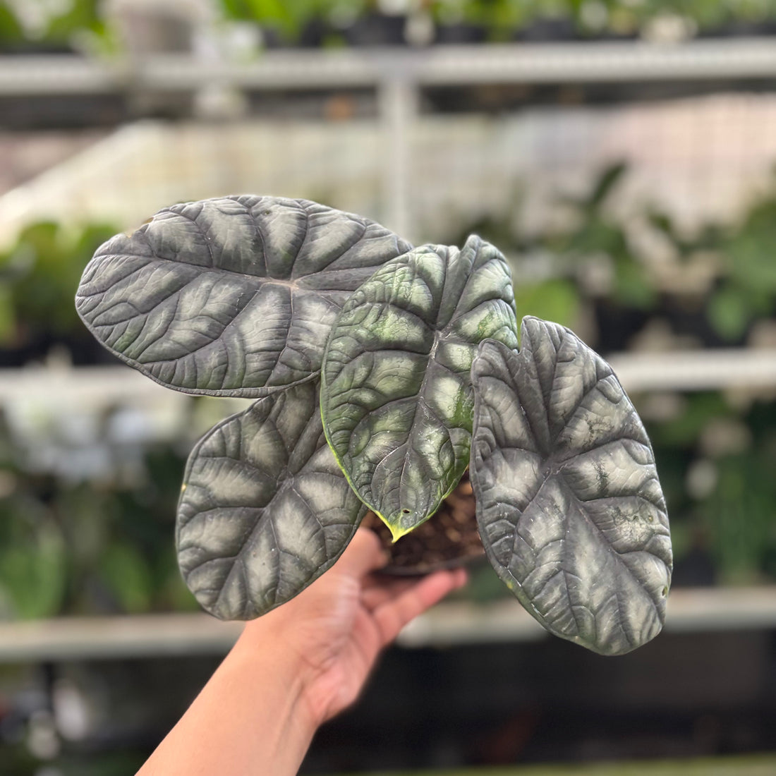 Alocasia Silver Dragon (Realpict 24-10)