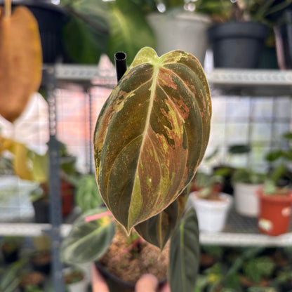 RP4-3 Philodendron Melanochrysum Variegated