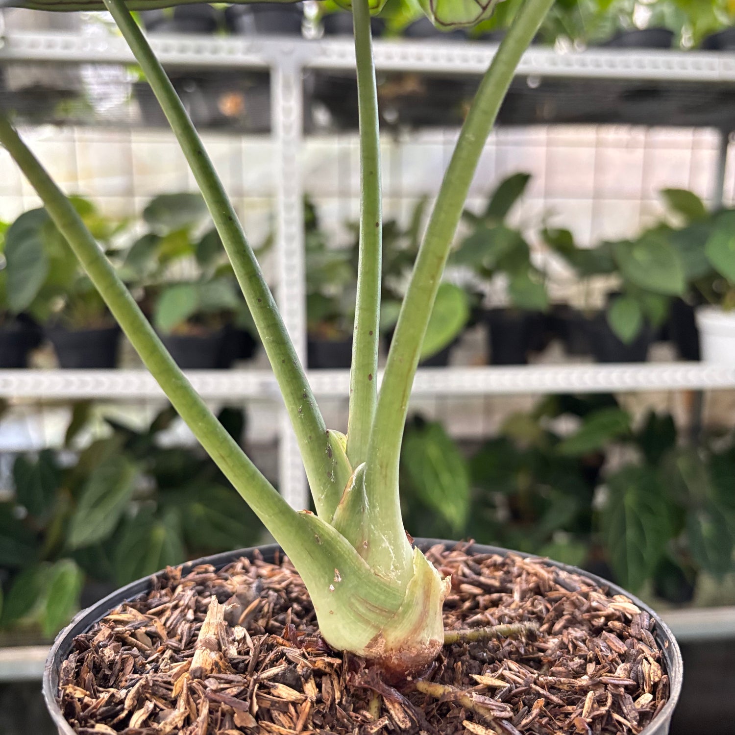Alocasia Silver Dragon (Realpict 24-10)