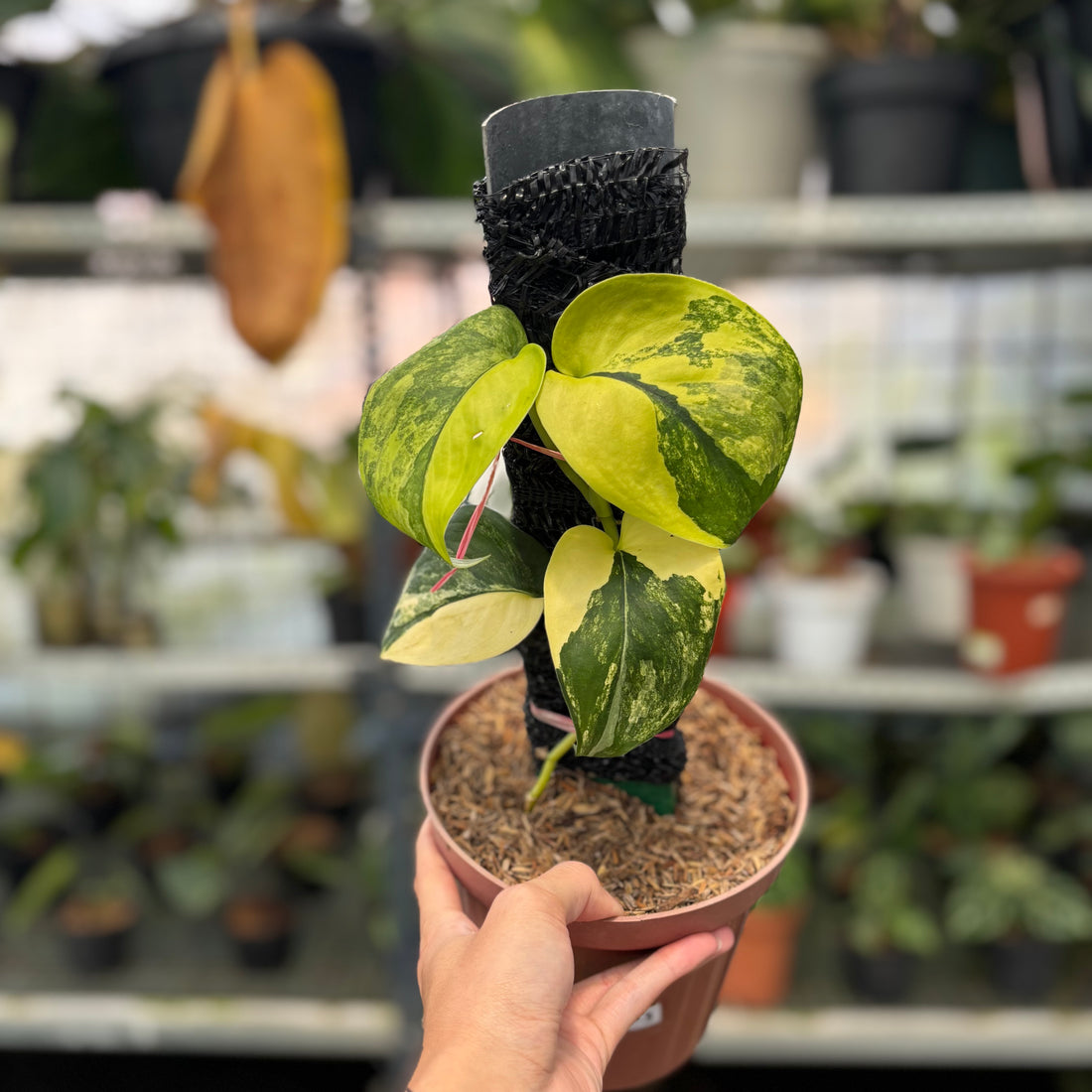 RP6-3 Scindapsus Jade Satin Variegated