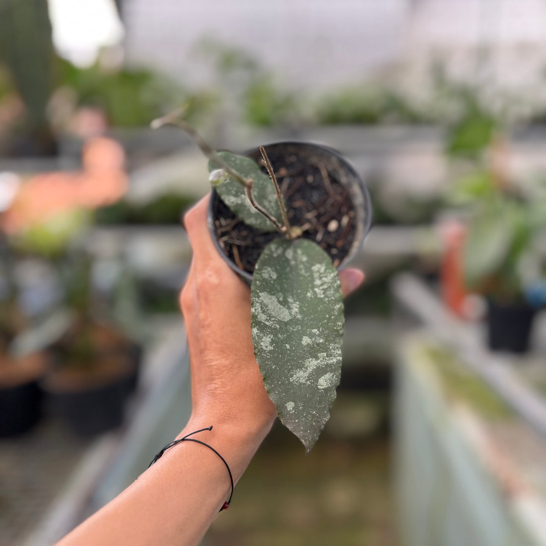 Hoya Caudata Splash (Realpict 26-10)